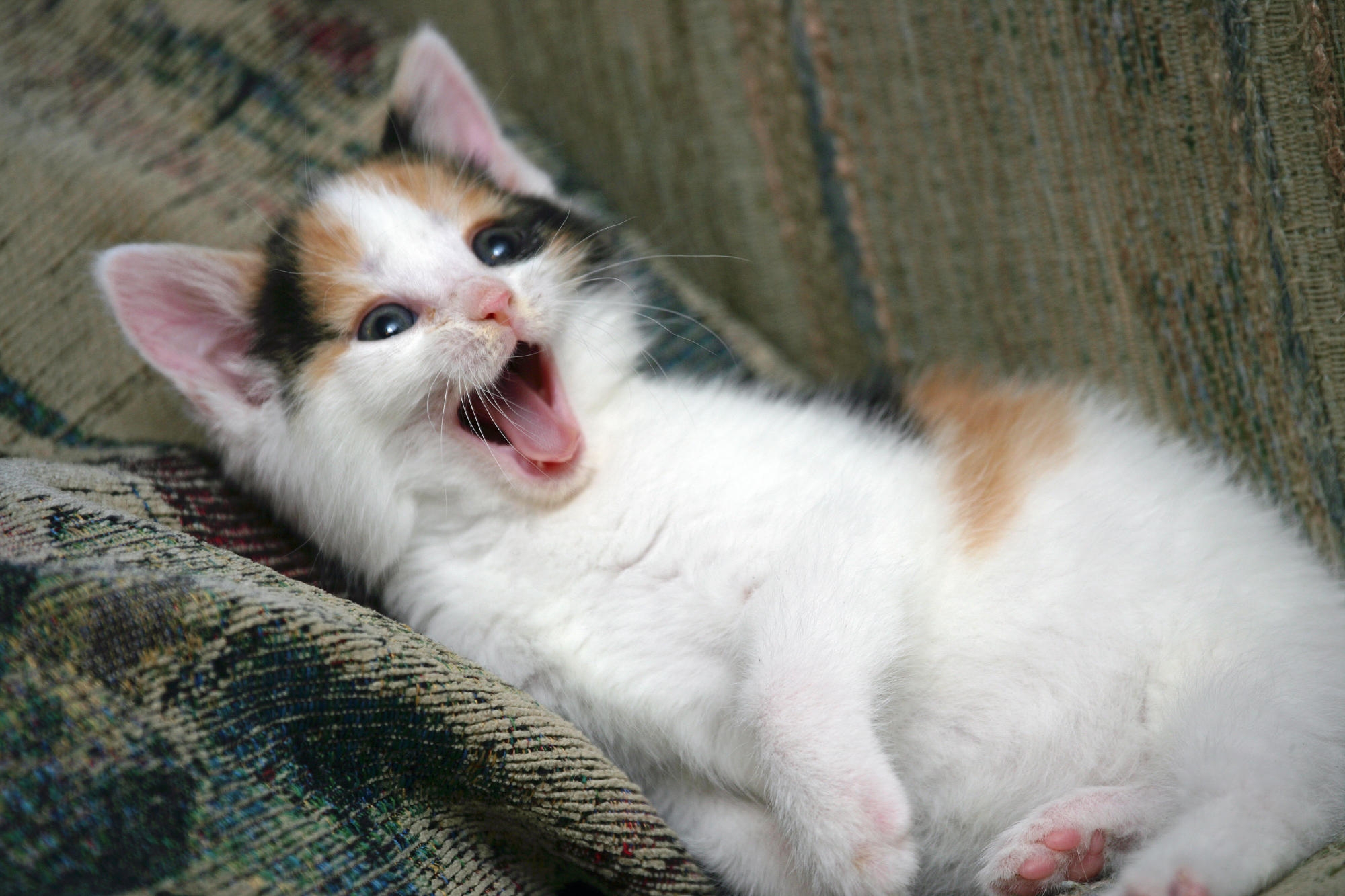 kitten, animals, kitty, muzzle, playful, to yawn, yawn Image for desktop