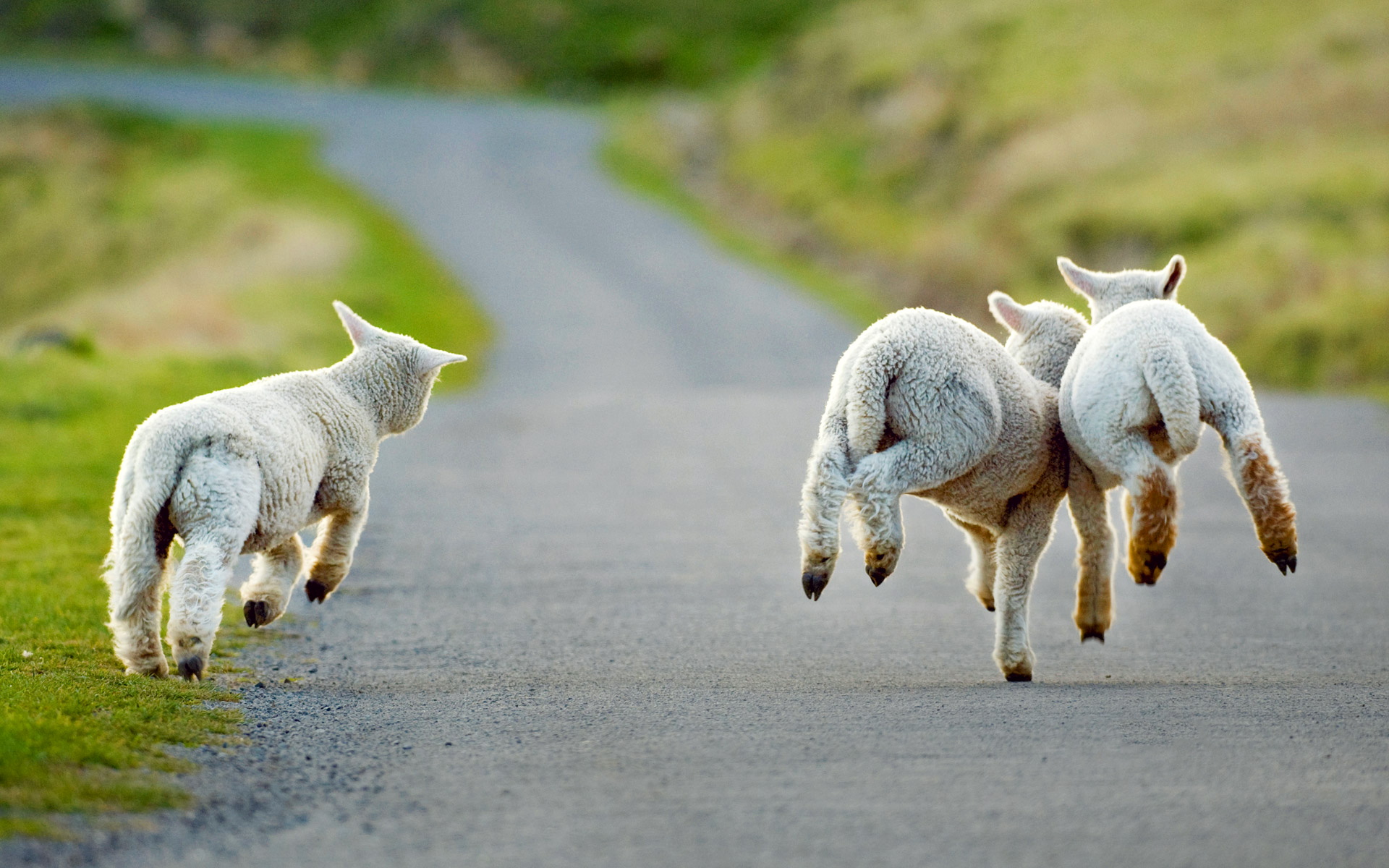 animal, sheep, baby animal, lamb, road