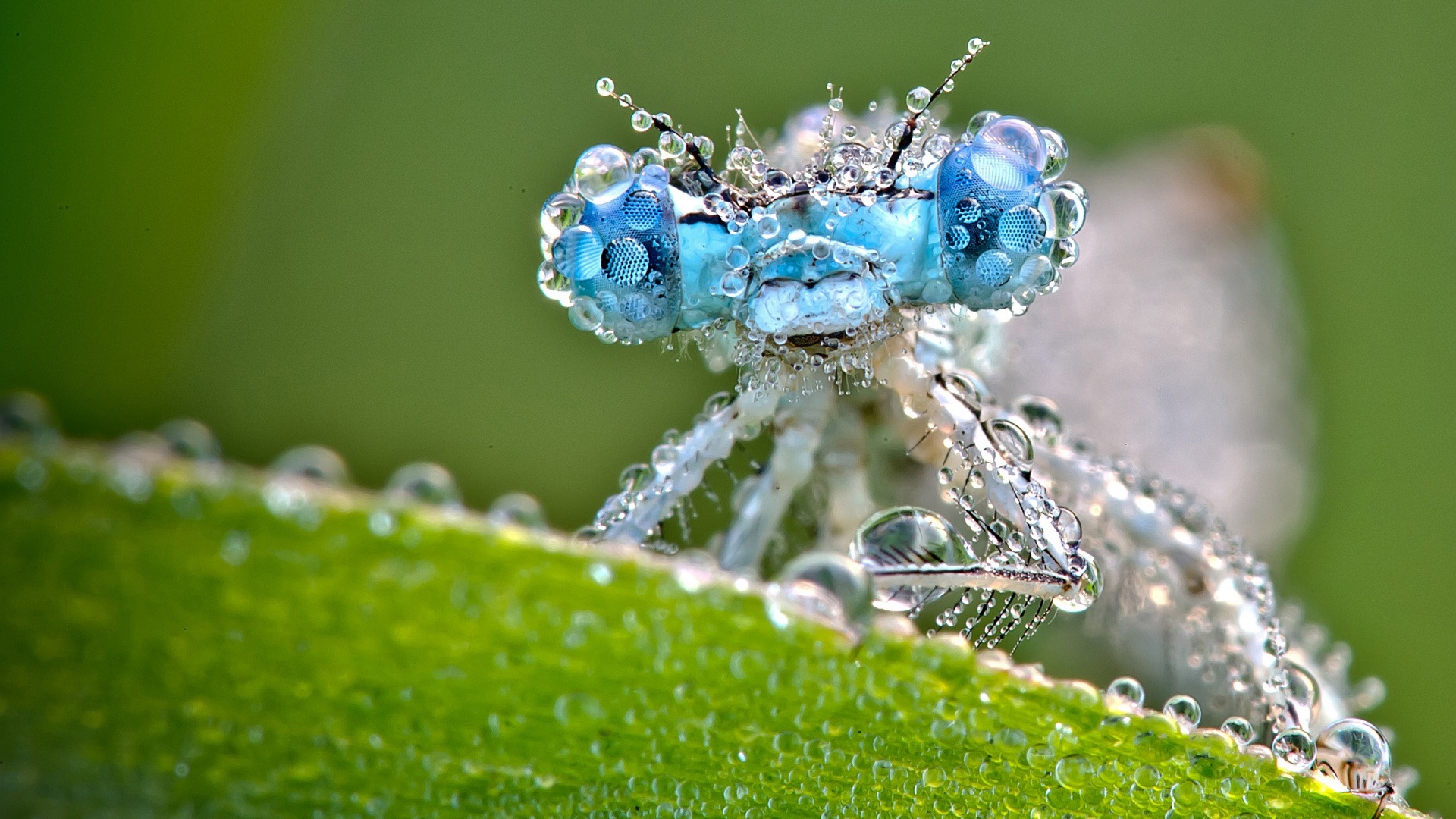 Téléchargez des papiers peints mobile Insecte, Animaux gratuitement.