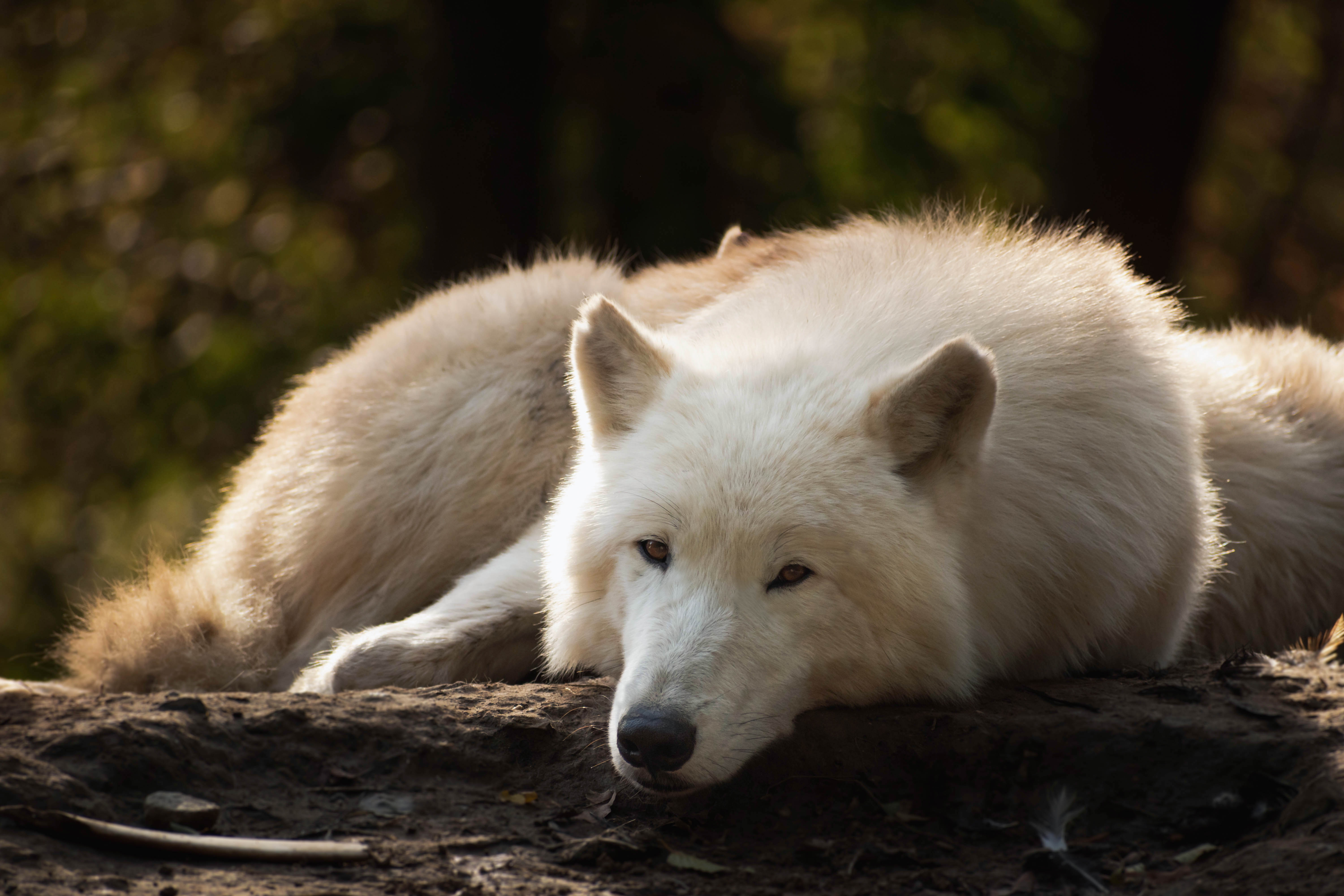 1002806 завантажити шпалери білий вовк, тварина, арктичний вовк, вовк - заставки і картинки безкоштовно