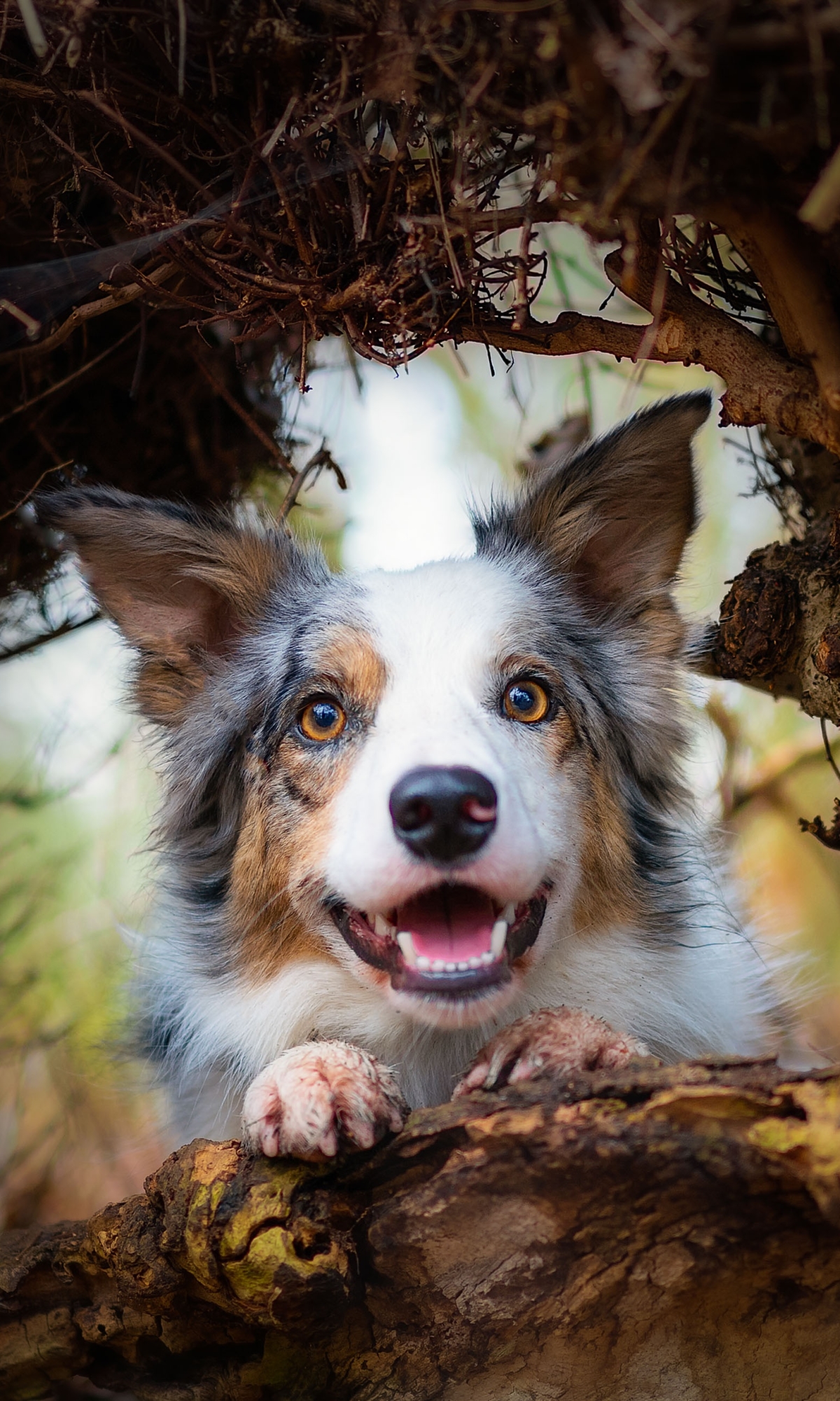 Descarga gratuita de fondo de pantalla para móvil de Animales, Perros, Perro, Collie De La Frontera.