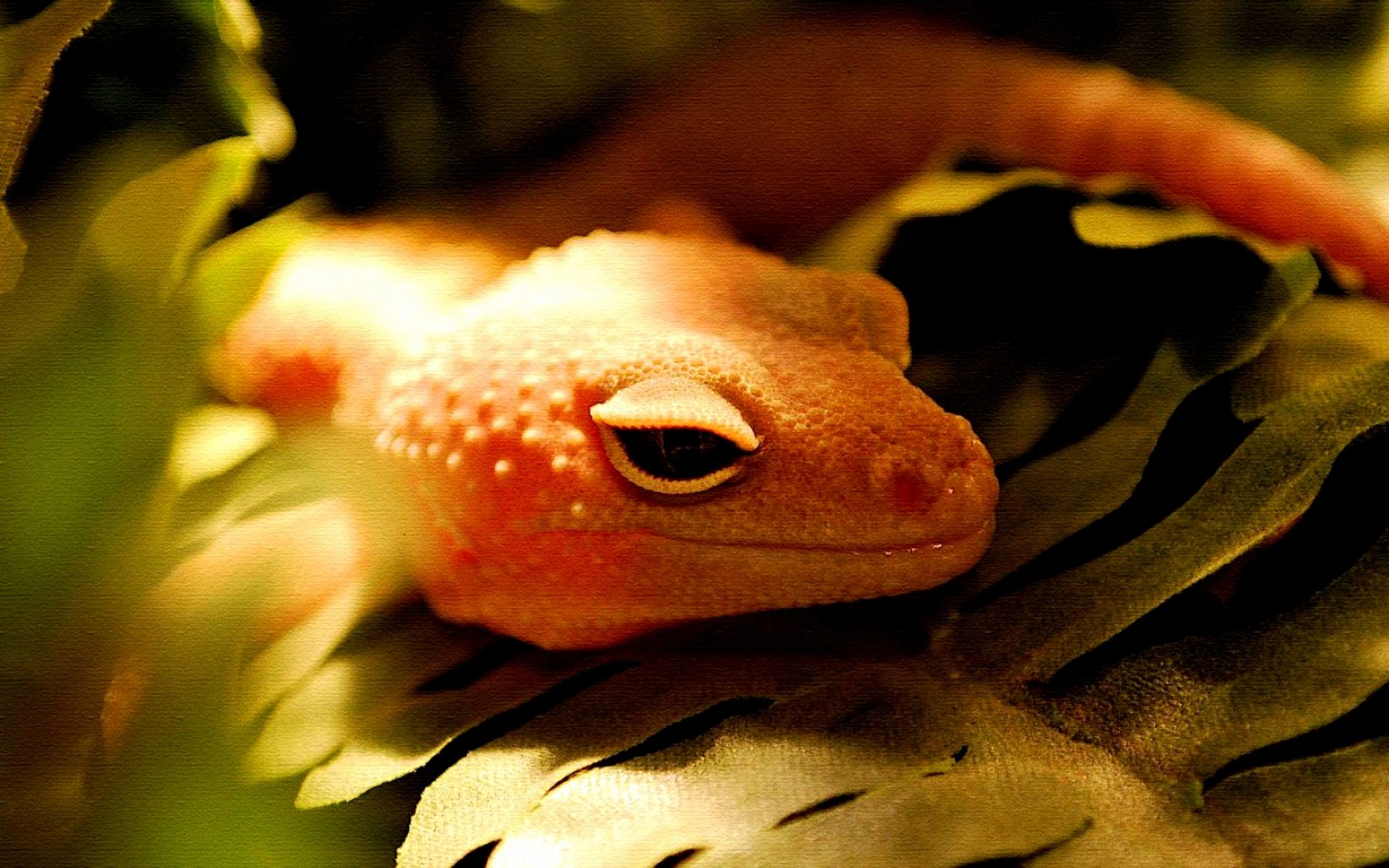 Handy-Wallpaper Tiere, Gecko kostenlos herunterladen.