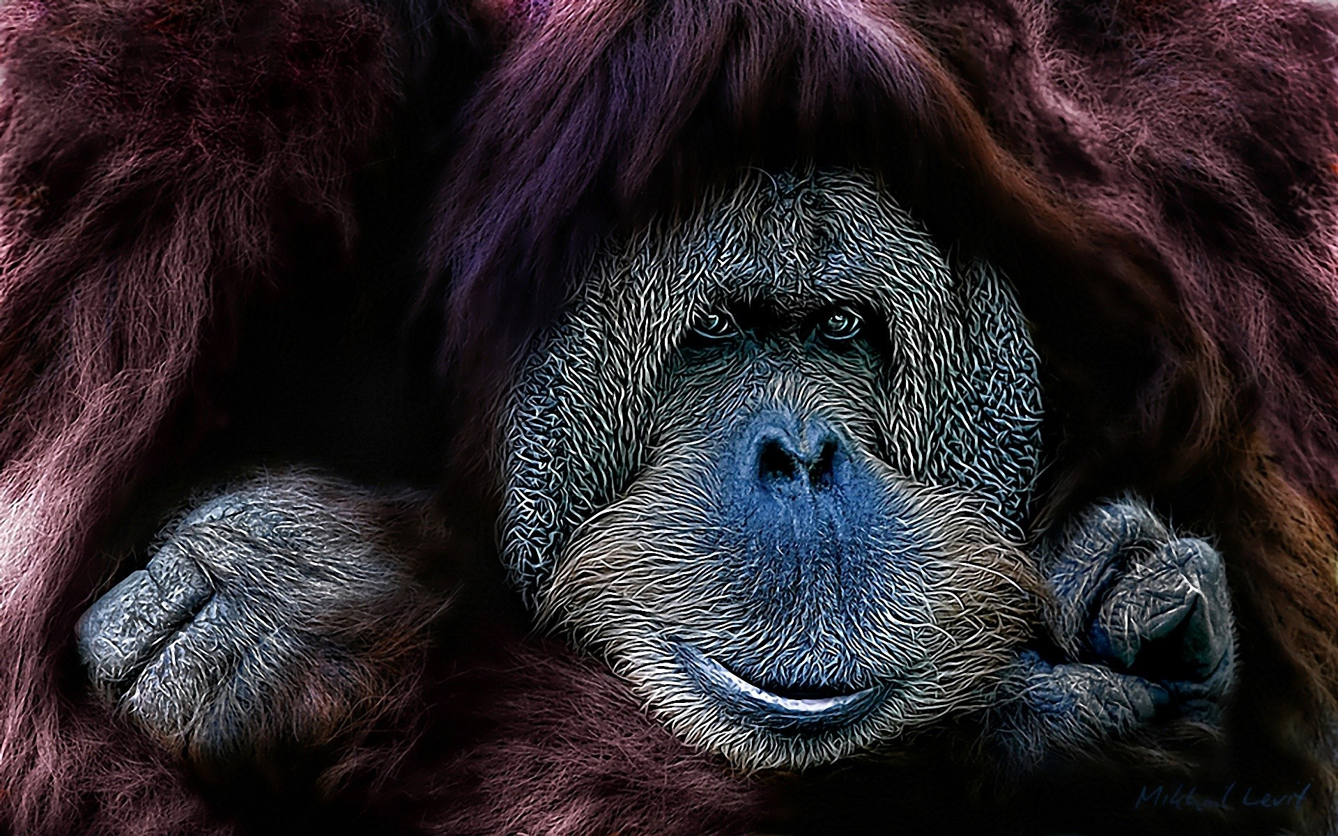 Free download wallpaper Monkeys, Animal, Orangutan on your PC desktop