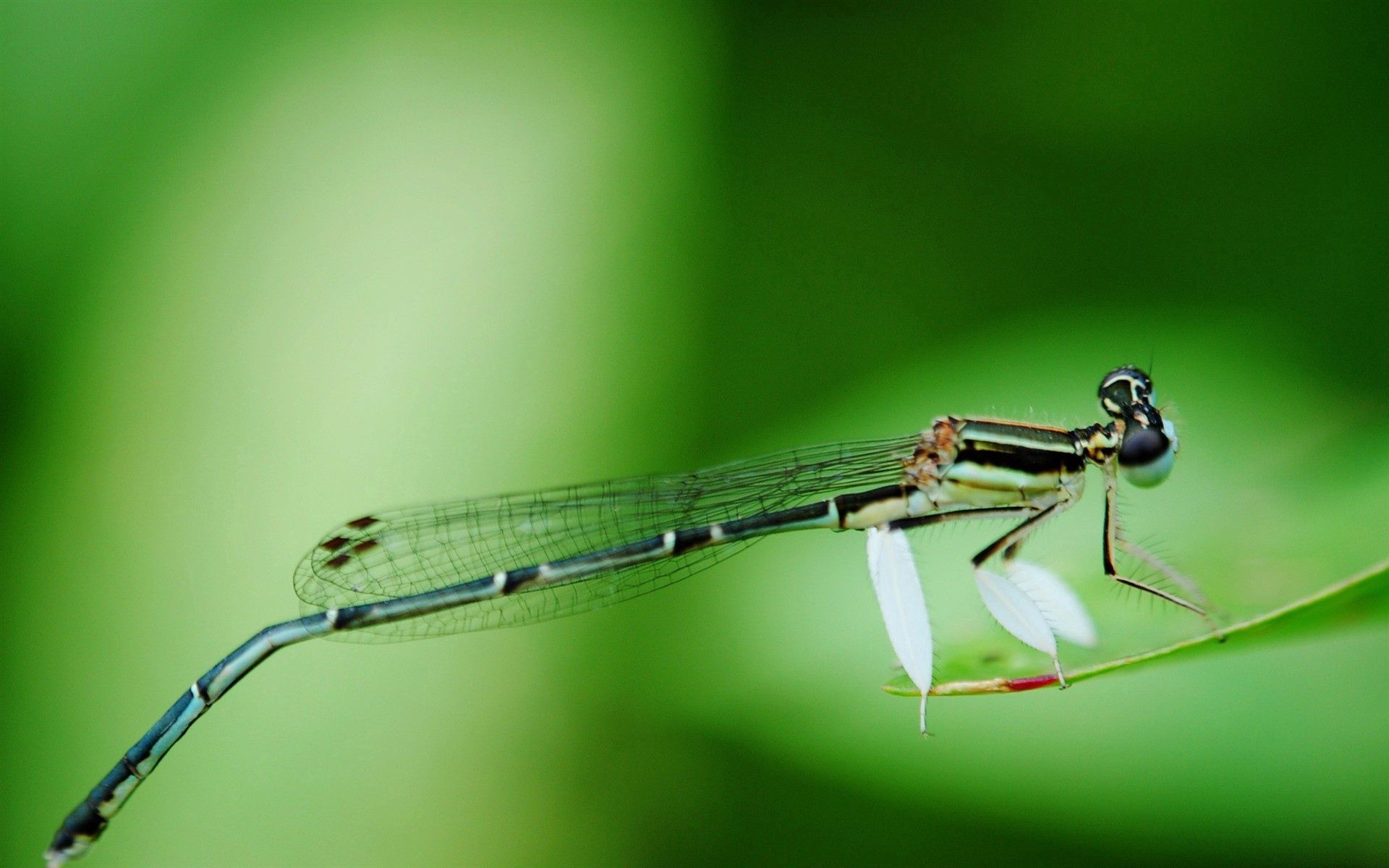 Download mobile wallpaper Macro, Sit, Branch, Smooth, Dragonfly, Insect, Background, Blur for free.