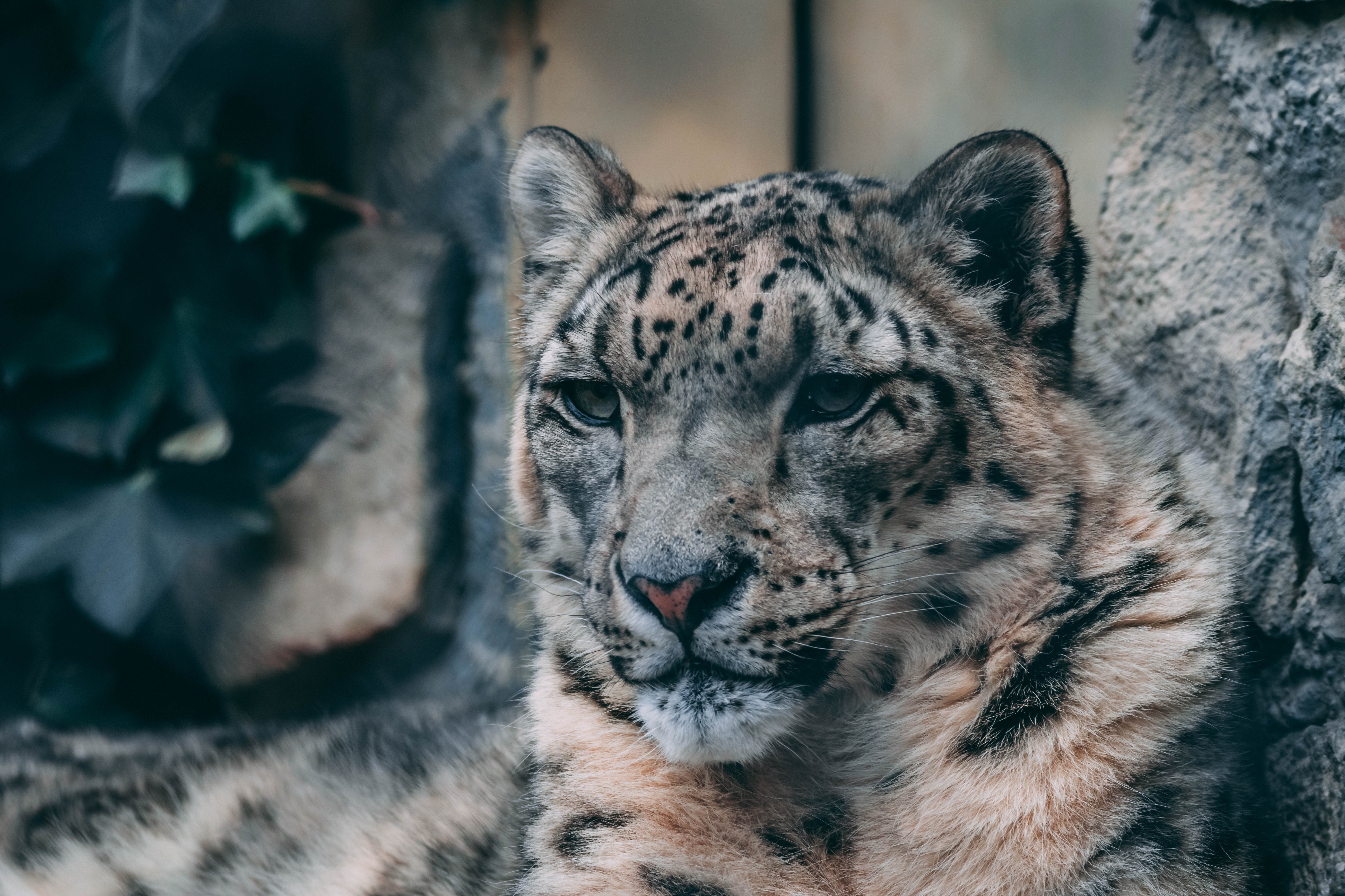 Free download wallpaper Cats, Snow Leopard, Animal on your PC desktop