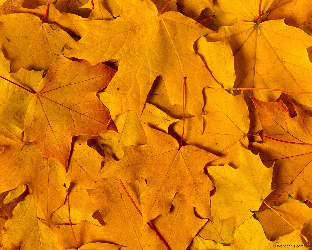 無料モバイル壁紙葉, 秋, オレンジ, 背景をダウンロードします。