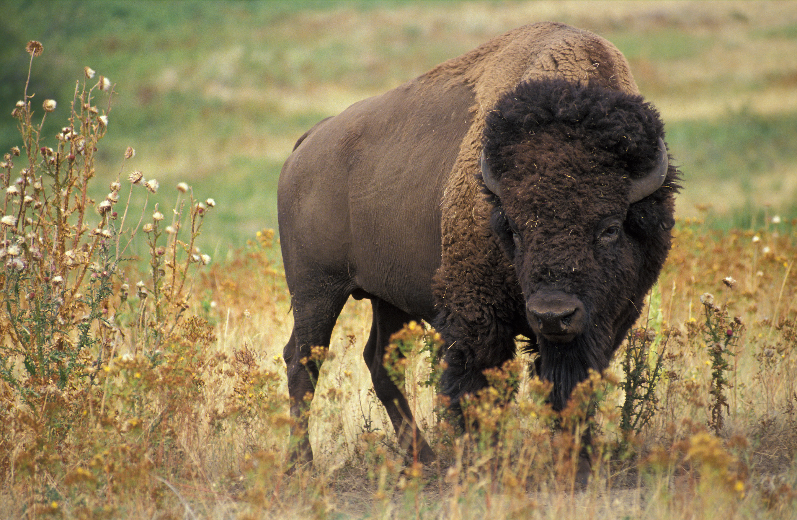 696413 descargar fondo de pantalla animales, bisonte americano: protectores de pantalla e imágenes gratis