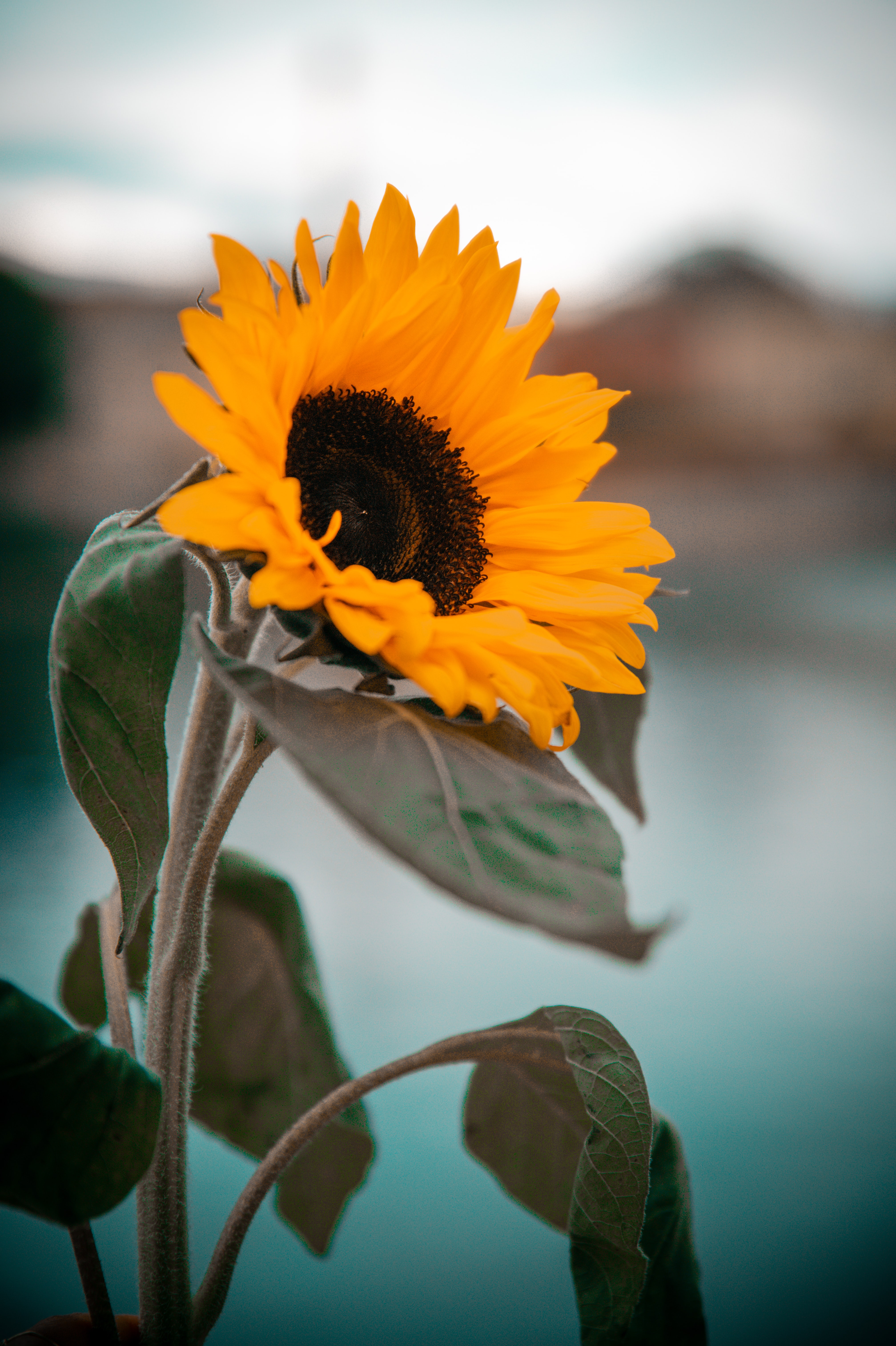 sunflower, petals, leaves, flowers, yellow, flower cellphone
