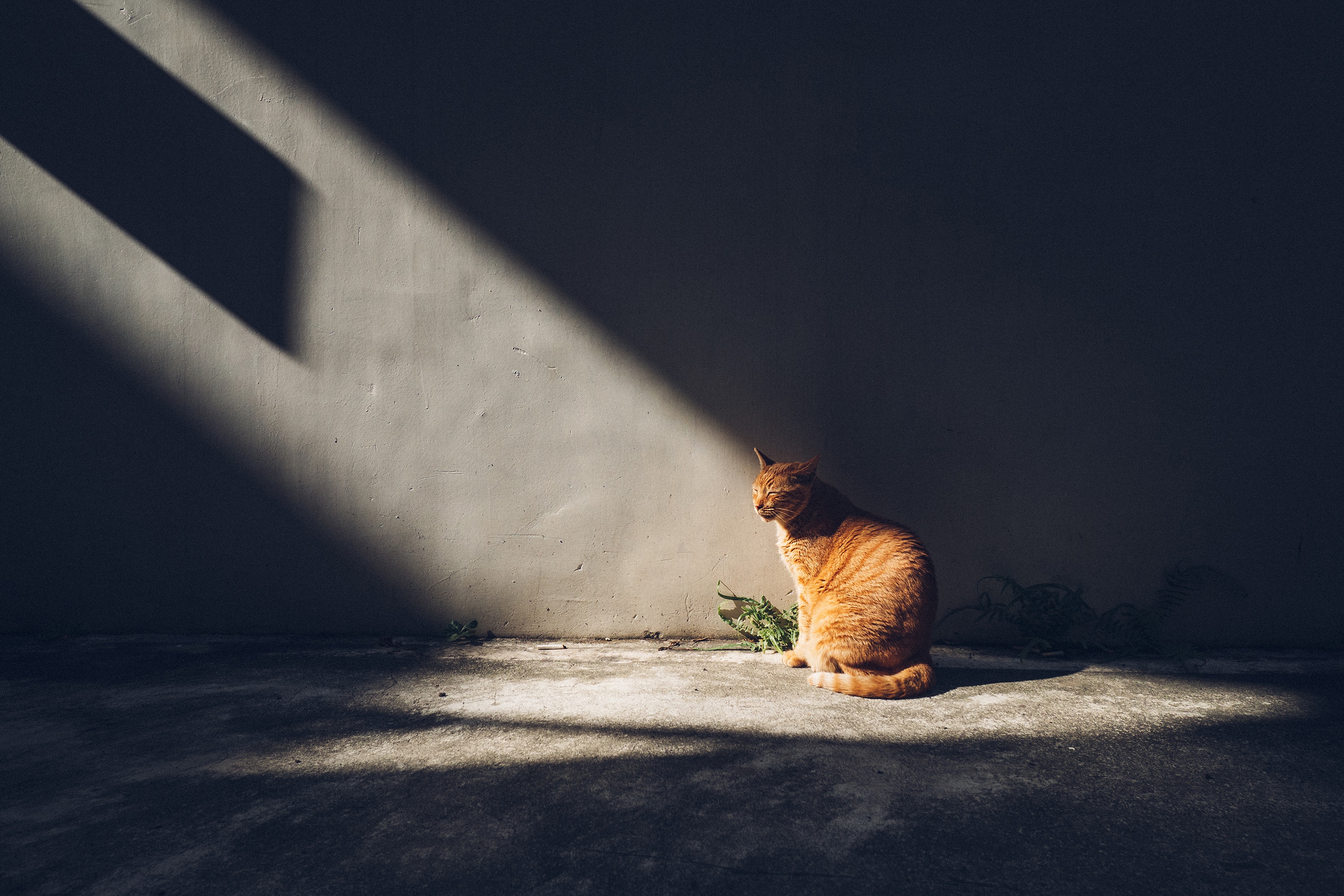 Download mobile wallpaper Cats, Cat, Animal, Sunbeam for free.