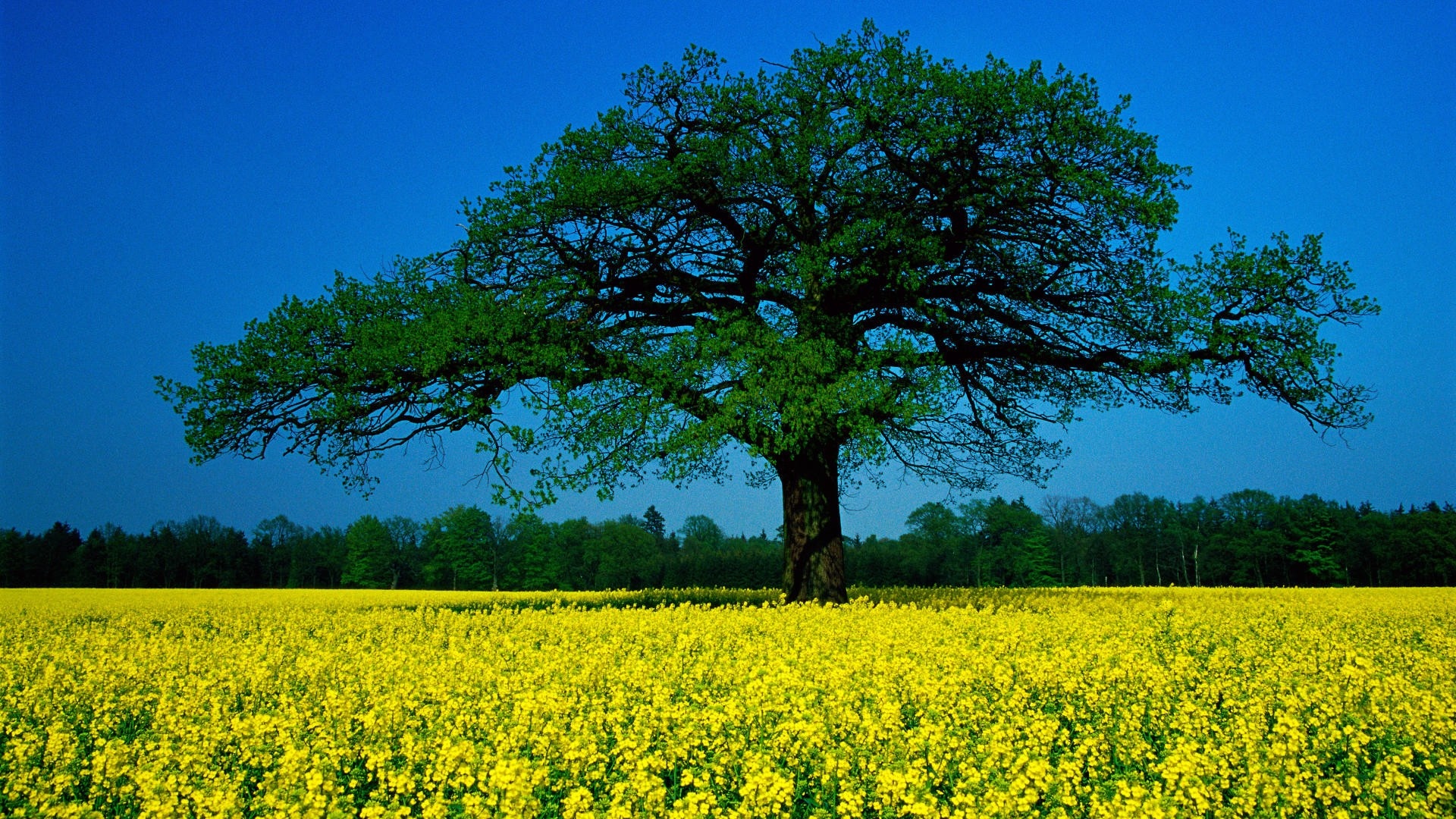 748560 скачать картинку рапс, земля/природа, поле, дерево, желтый цветок - обои и заставки бесплатно