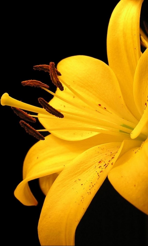 Скачать картинку Желтый Цветок, Земля/природа, Лили, Флауэрсы в телефон бесплатно.