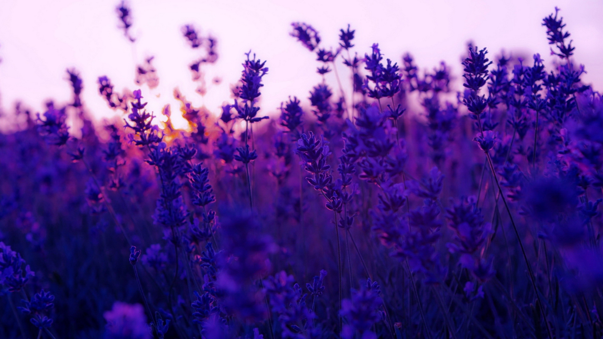 Descarga gratuita de fondo de pantalla para móvil de Flor, Tierra/naturaleza.