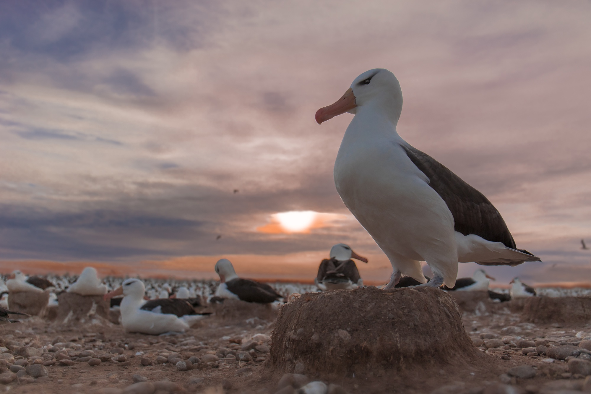 animal, albatross, bird, sunset, birds