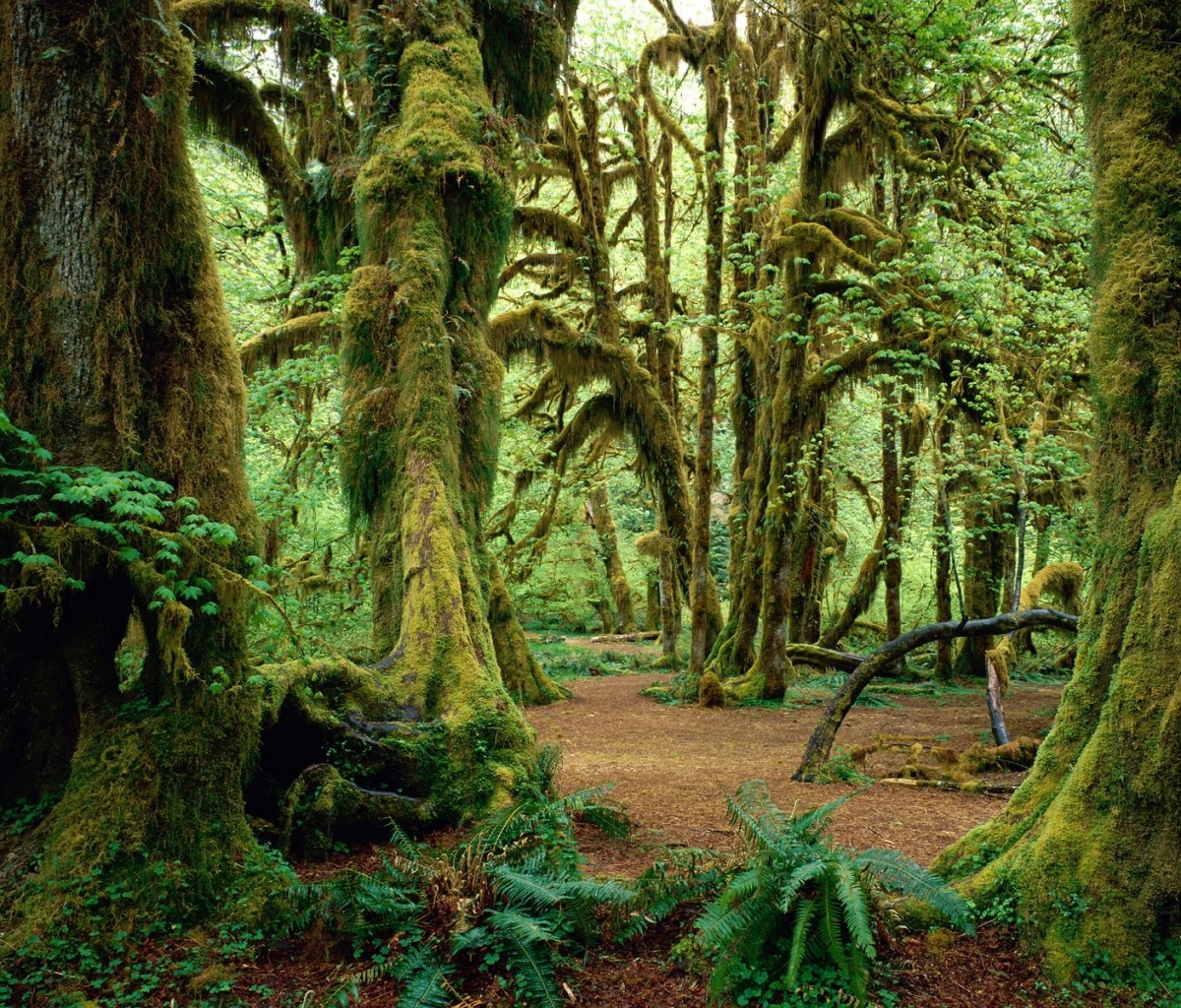 Laden Sie das Farne, Farn, Wald, Moos, Erde/natur-Bild kostenlos auf Ihren PC-Desktop herunter