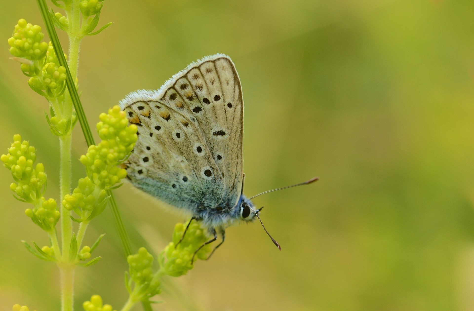 Free download wallpaper Grass, Butterfly, Animal on your PC desktop