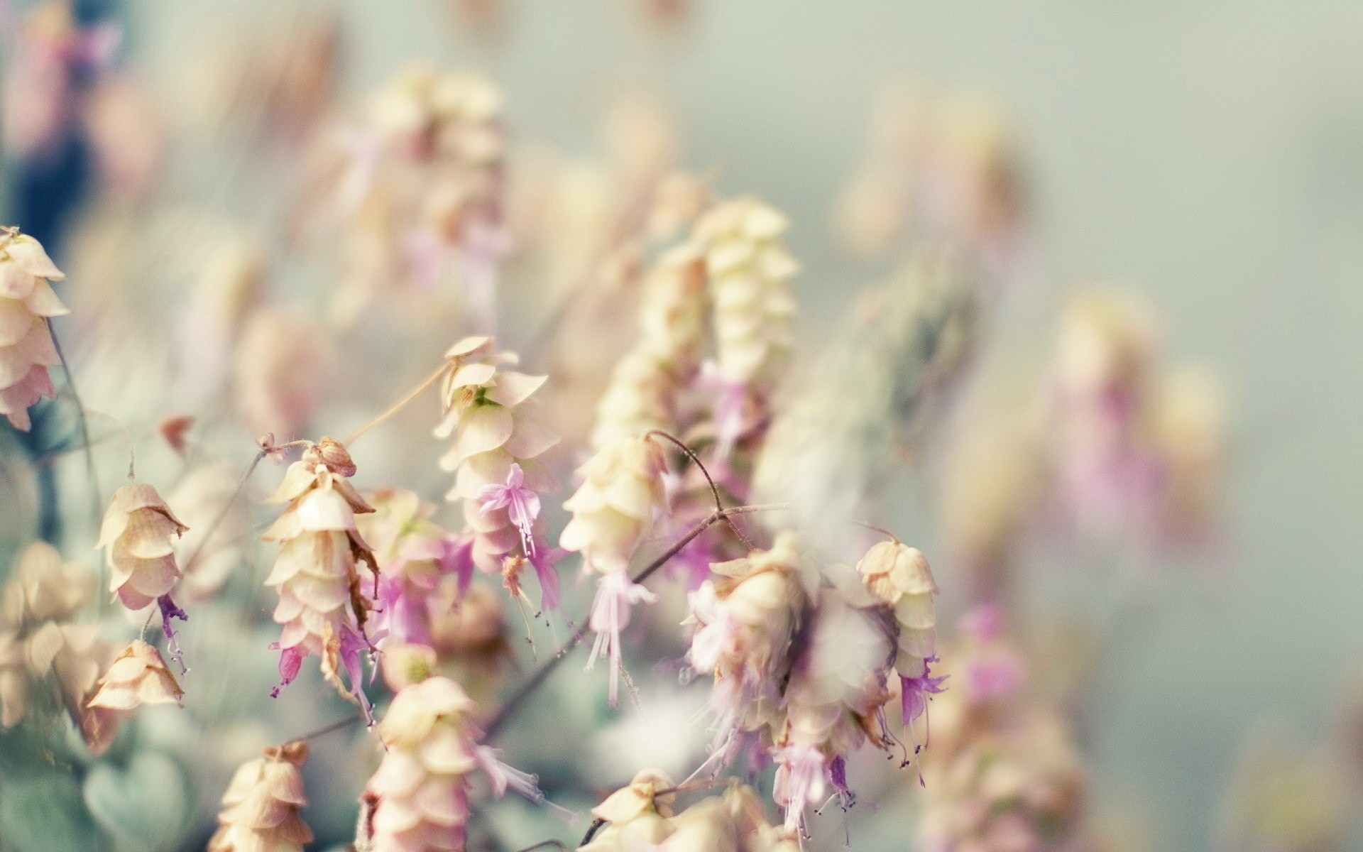 Laden Sie das Blume, Erde/natur-Bild kostenlos auf Ihren PC-Desktop herunter