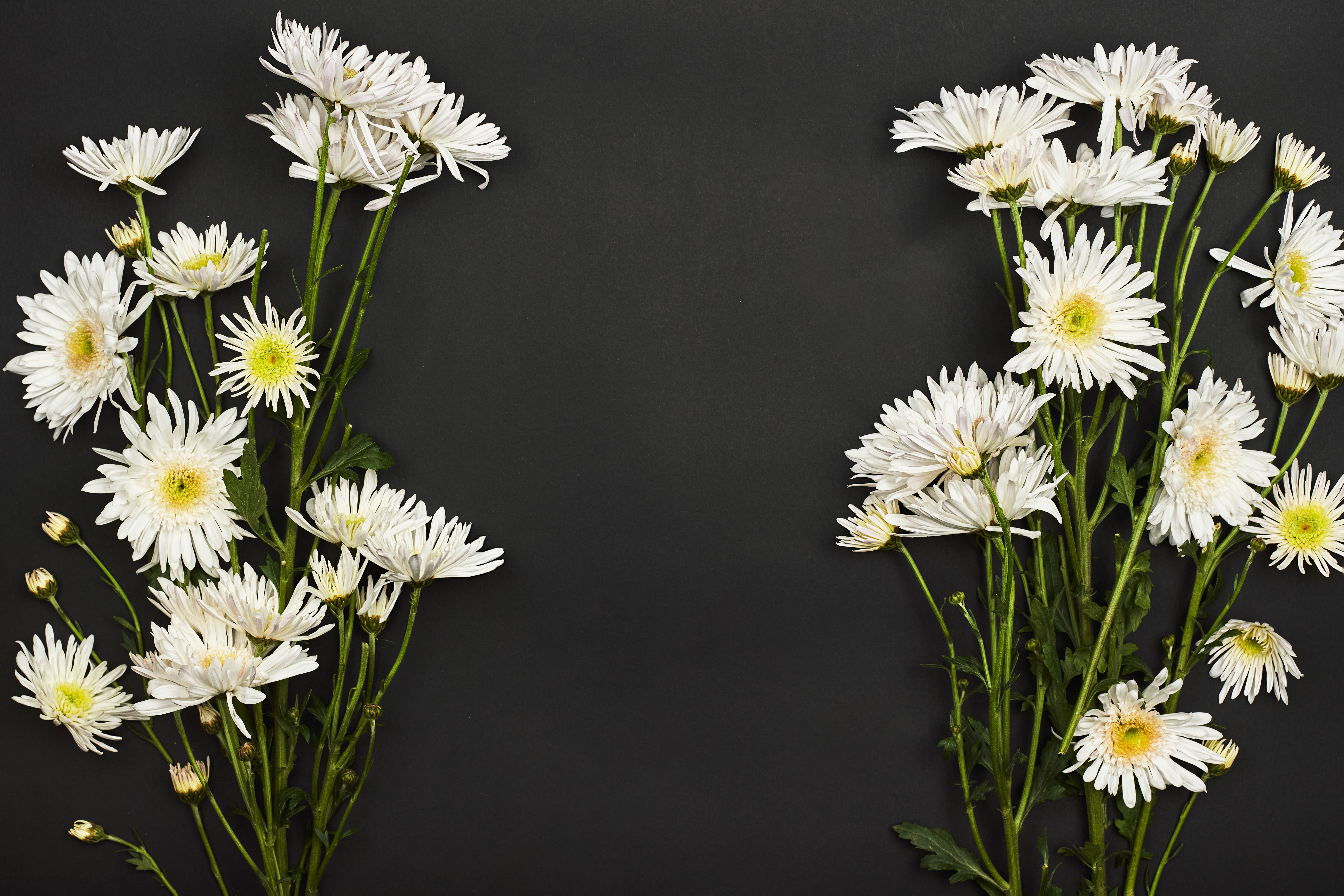 Téléchargez gratuitement l'image Chrysanthème, Fleurs, Bouquet sur le bureau de votre PC