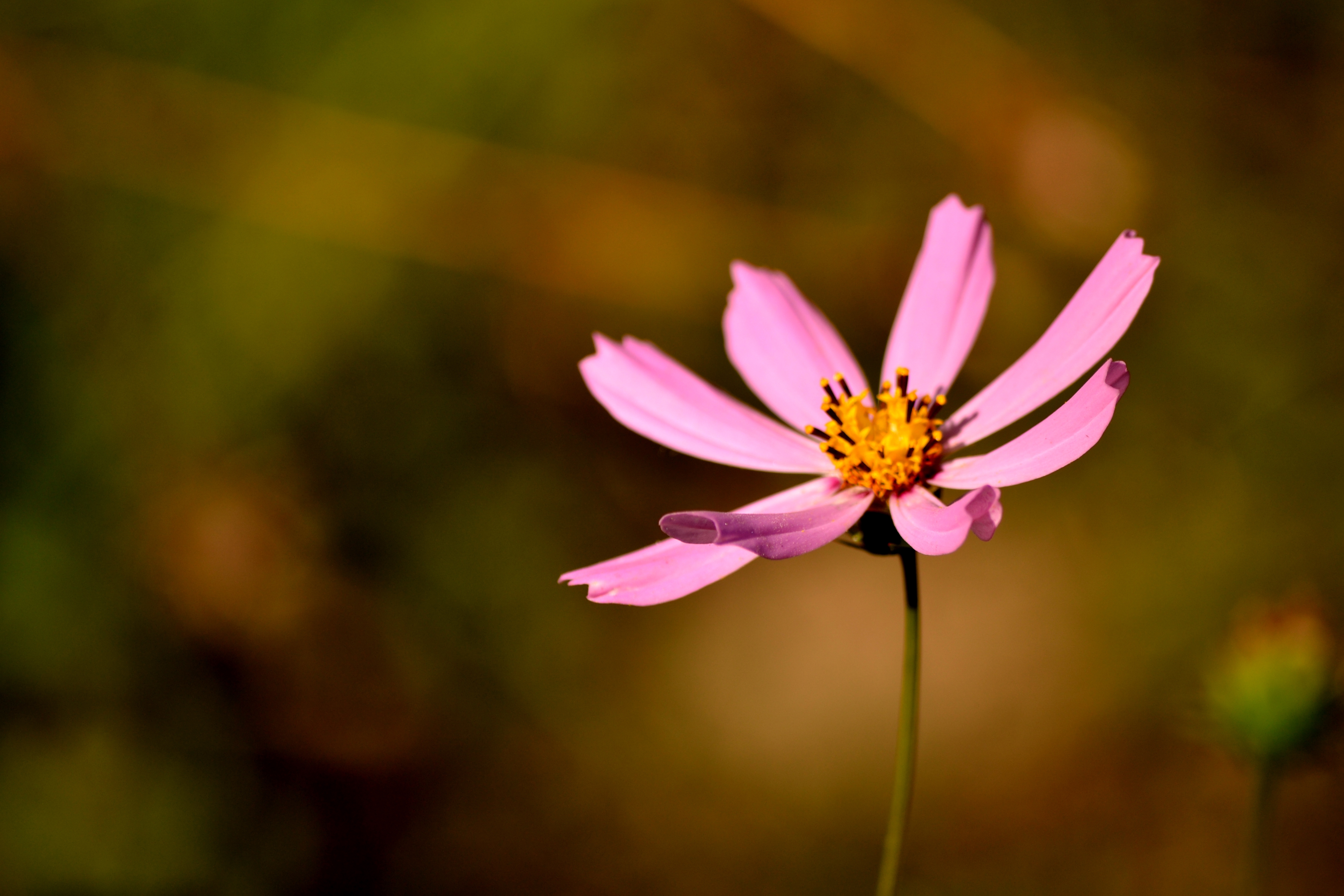 Laden Sie das Blütenblätter, Nahansicht, Pollen, Blumen, Blume, Nahaufnahme-Bild kostenlos auf Ihren PC-Desktop herunter