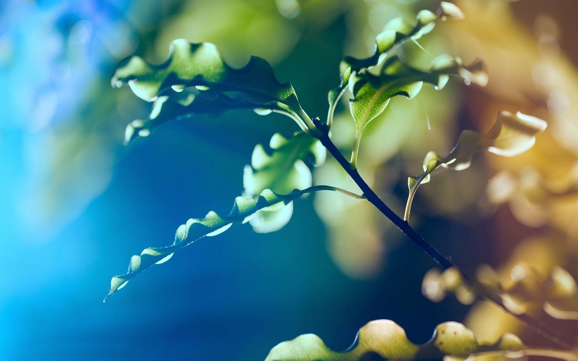 Laden Sie das Blätter, Makro, Scheinen, Licht, Ast, Zweig, Pflanze-Bild kostenlos auf Ihren PC-Desktop herunter