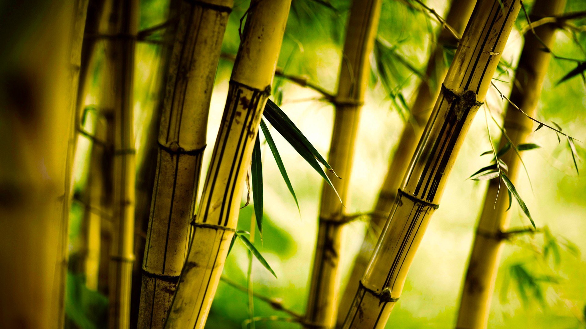 Download mobile wallpaper Earth, Bamboo for free.