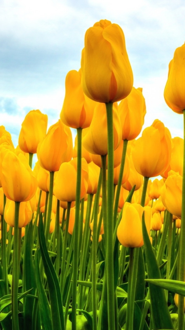 Download mobile wallpaper Flowers, Earth, Tulip for free.