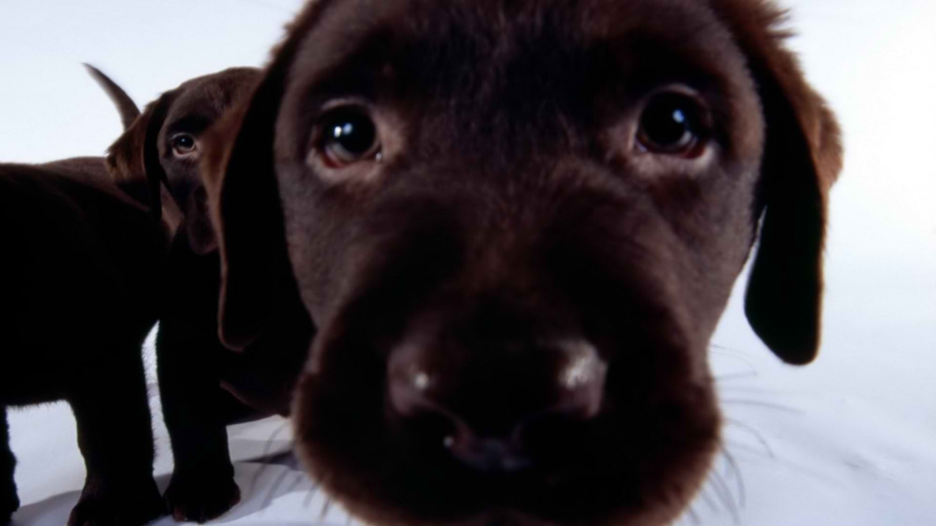 Téléchargez des papiers peints mobile Chiens, Chien, Animaux gratuitement.