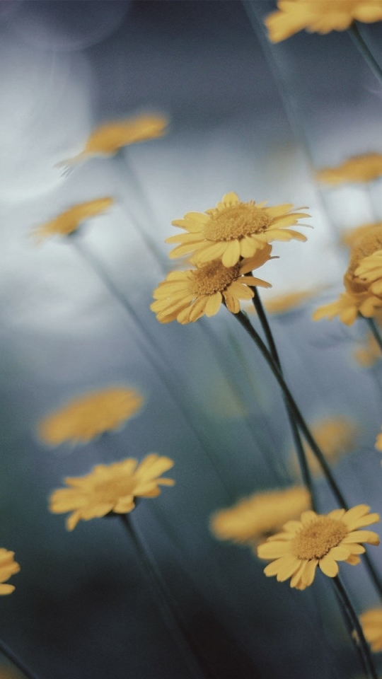 無料モバイル壁紙花, 大きい, ぼかし, 写真撮影, 黄色い花をダウンロードします。