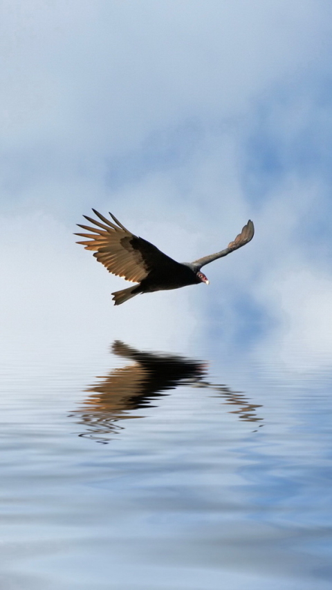 Handy-Wallpaper Tiere, Vögel, Adler kostenlos herunterladen.