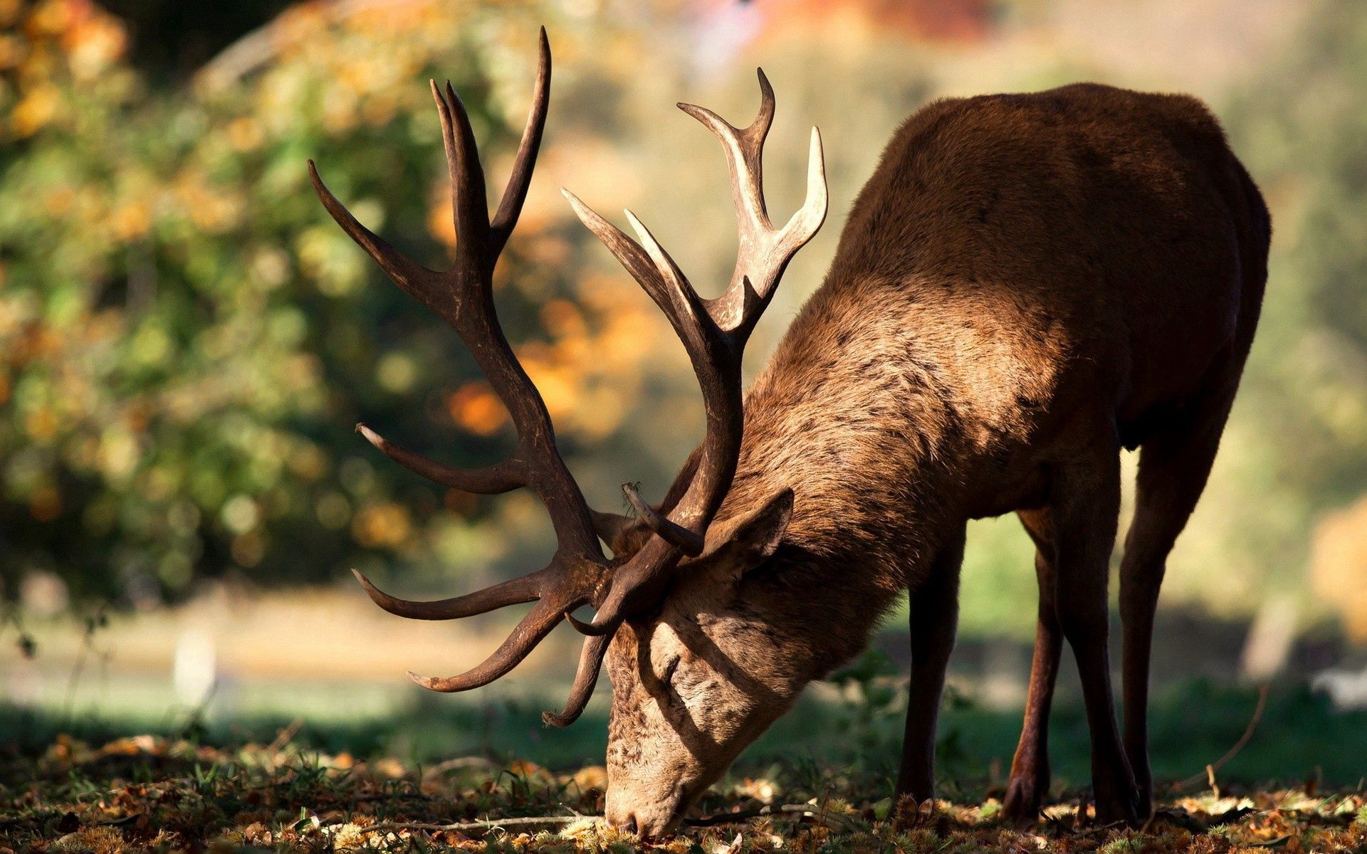 Horizontal Wallpaper deer, stroll, animals, autumn, horns