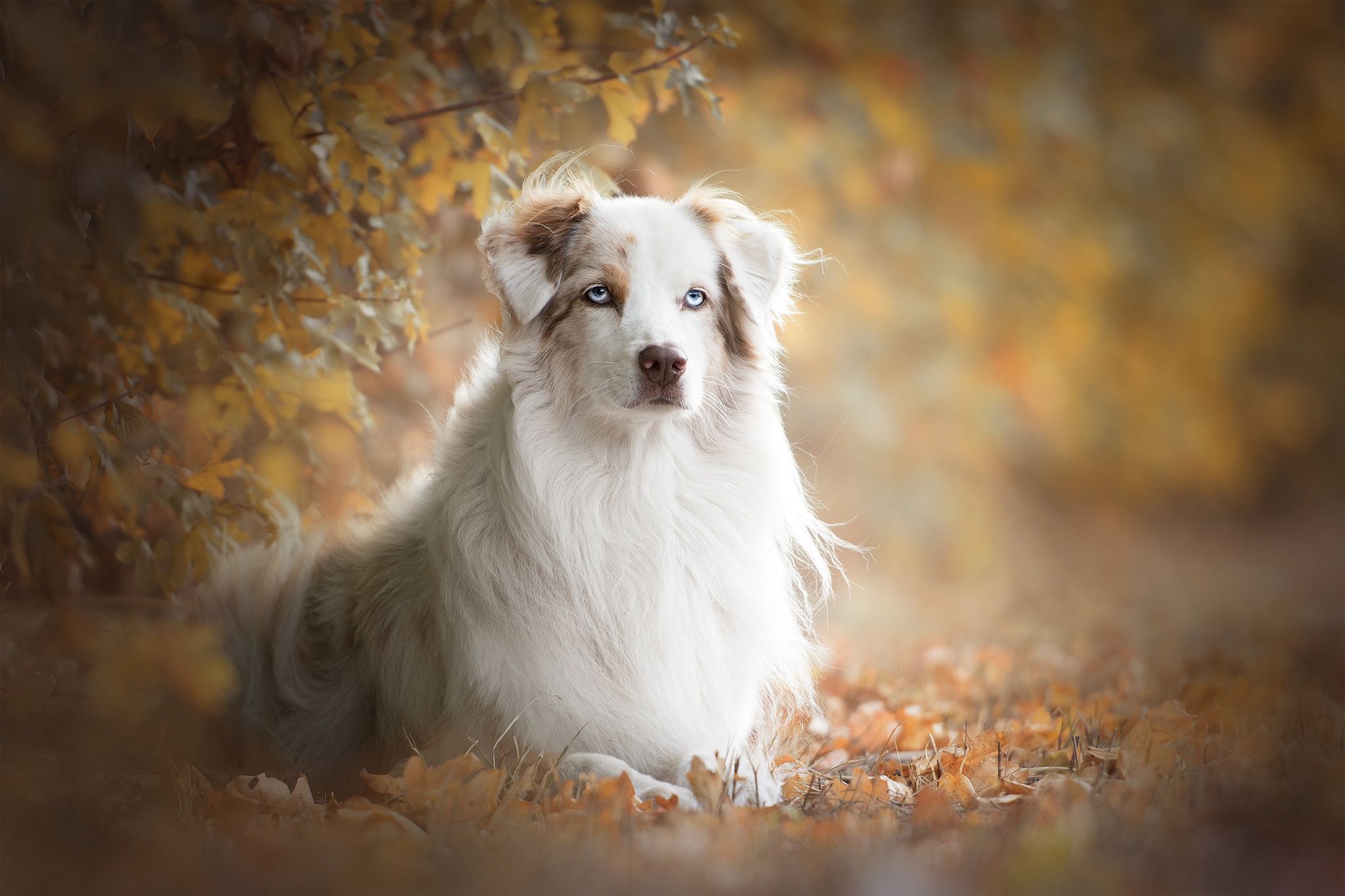 PCデスクトップにオーストラリアン シェパード, 犬, 動物画像を無料でダウンロード