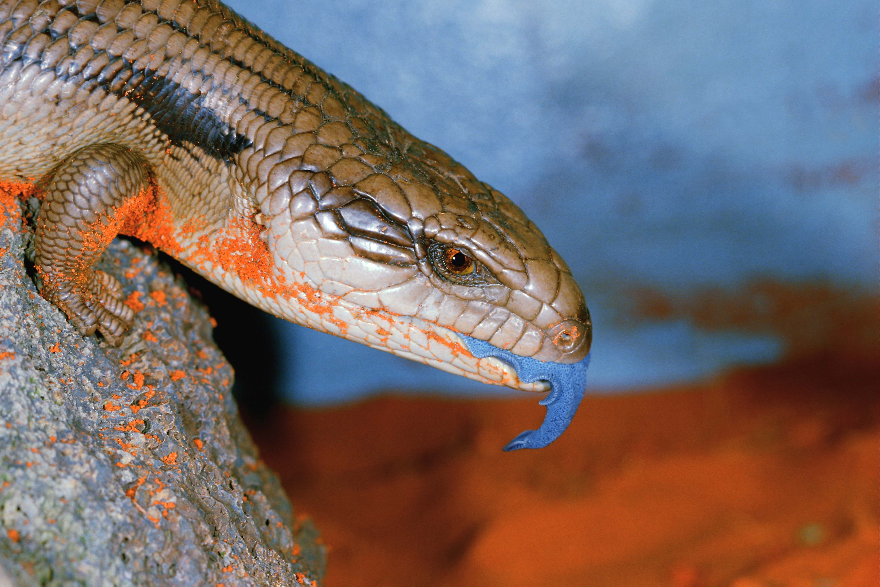 animal, blue tongue skink, lizard