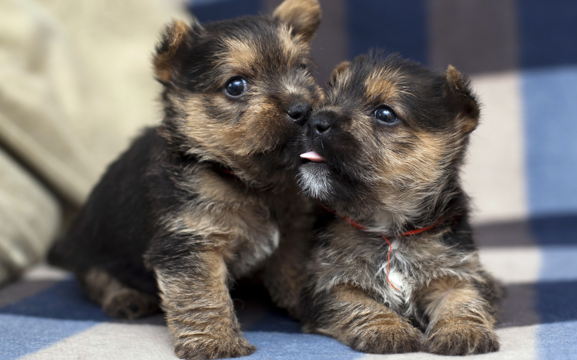 PCデスクトップに犬, 動物画像を無料でダウンロード