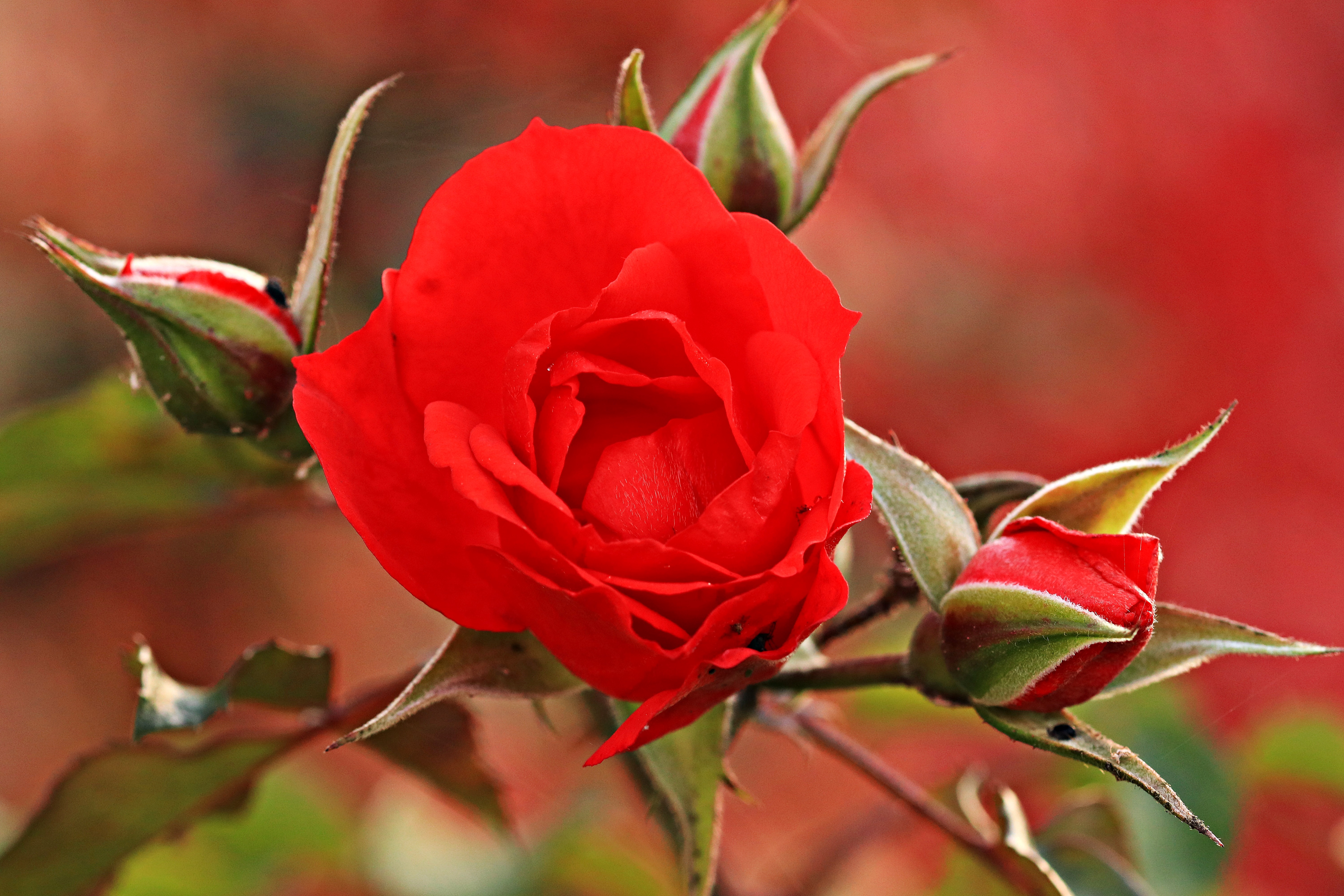 Download mobile wallpaper Bud, Petals, Flowers, Rose Flower, Rose for free.