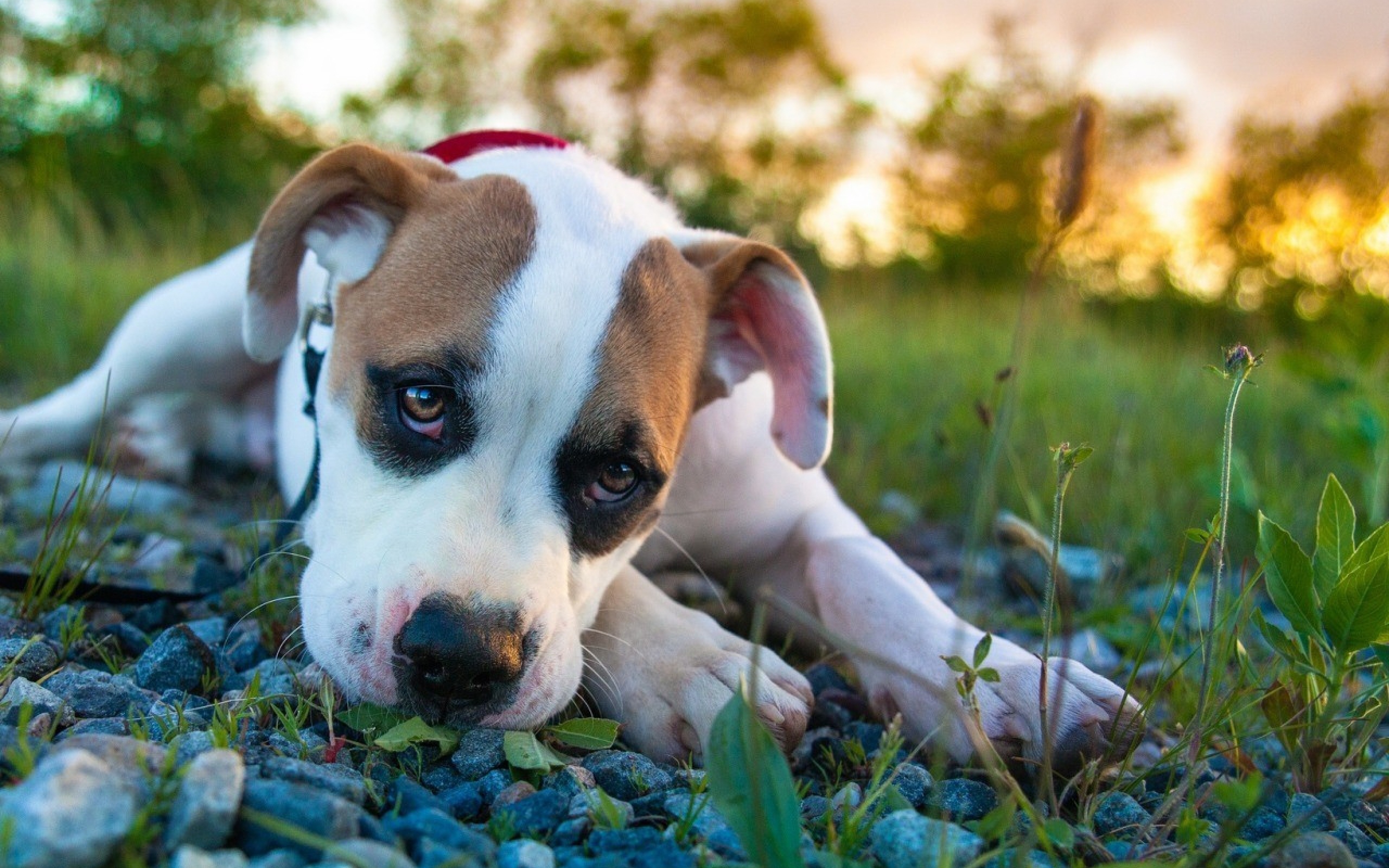 Laden Sie das Hunde, Hund, Tiere-Bild kostenlos auf Ihren PC-Desktop herunter