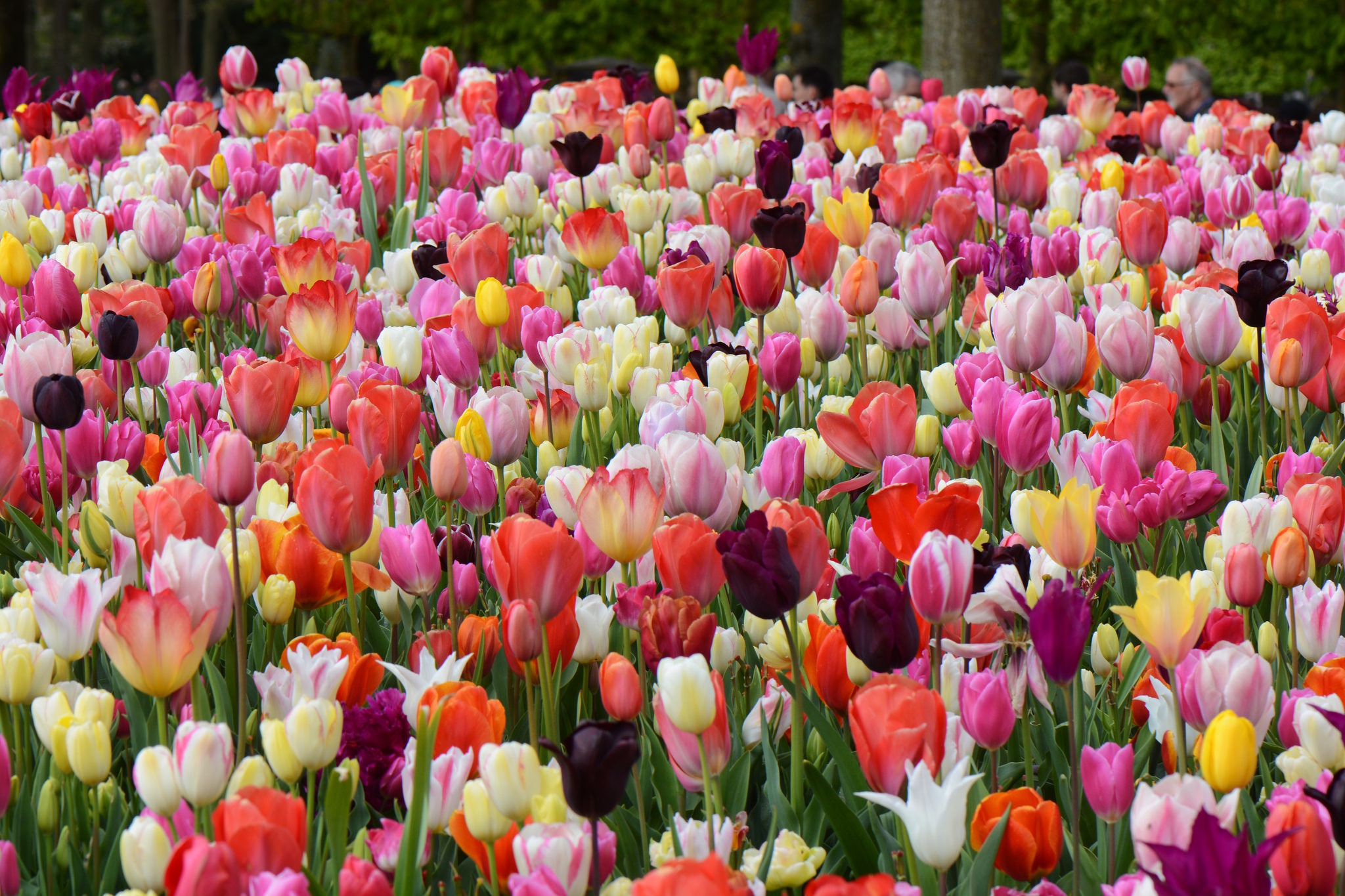 Download mobile wallpaper Flowers, Flower, Earth, Colorful, Spring, Tulip for free.