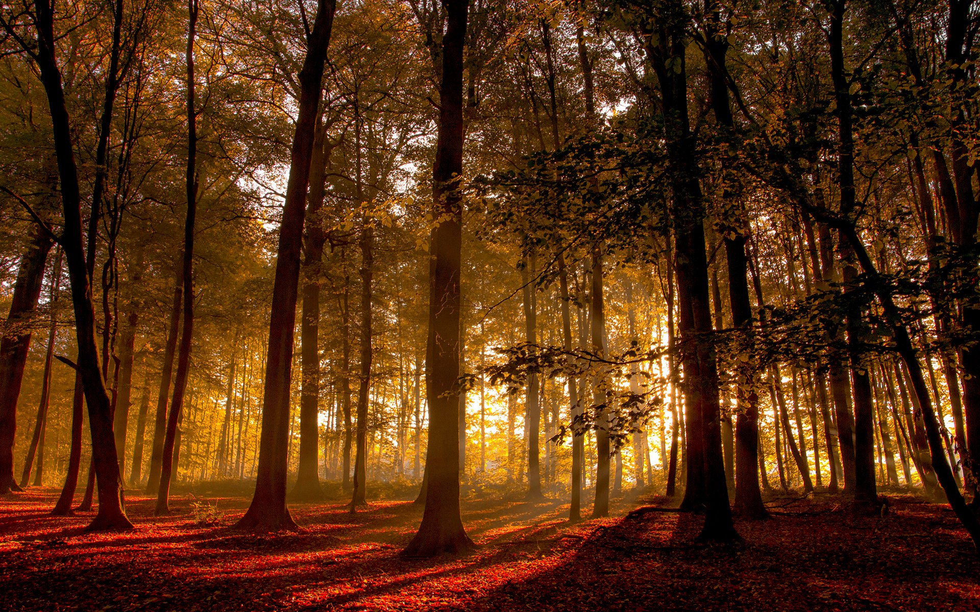 Baixar papel de parede para celular de Outono, Floresta, Árvore, Terra/natureza gratuito.