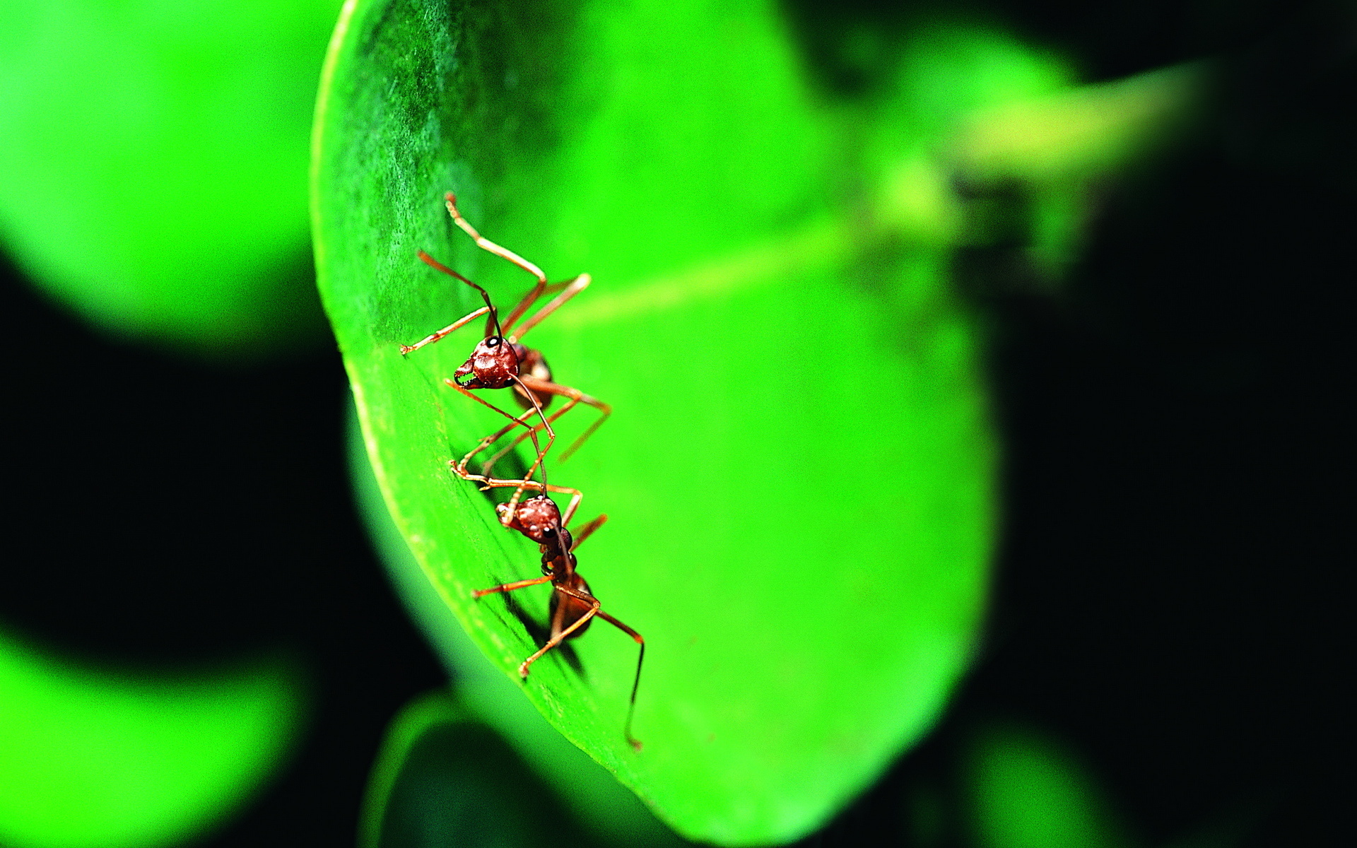 601415 descargar imagen animales, hormiga, macrofotografía: fondos de pantalla y protectores de pantalla gratis