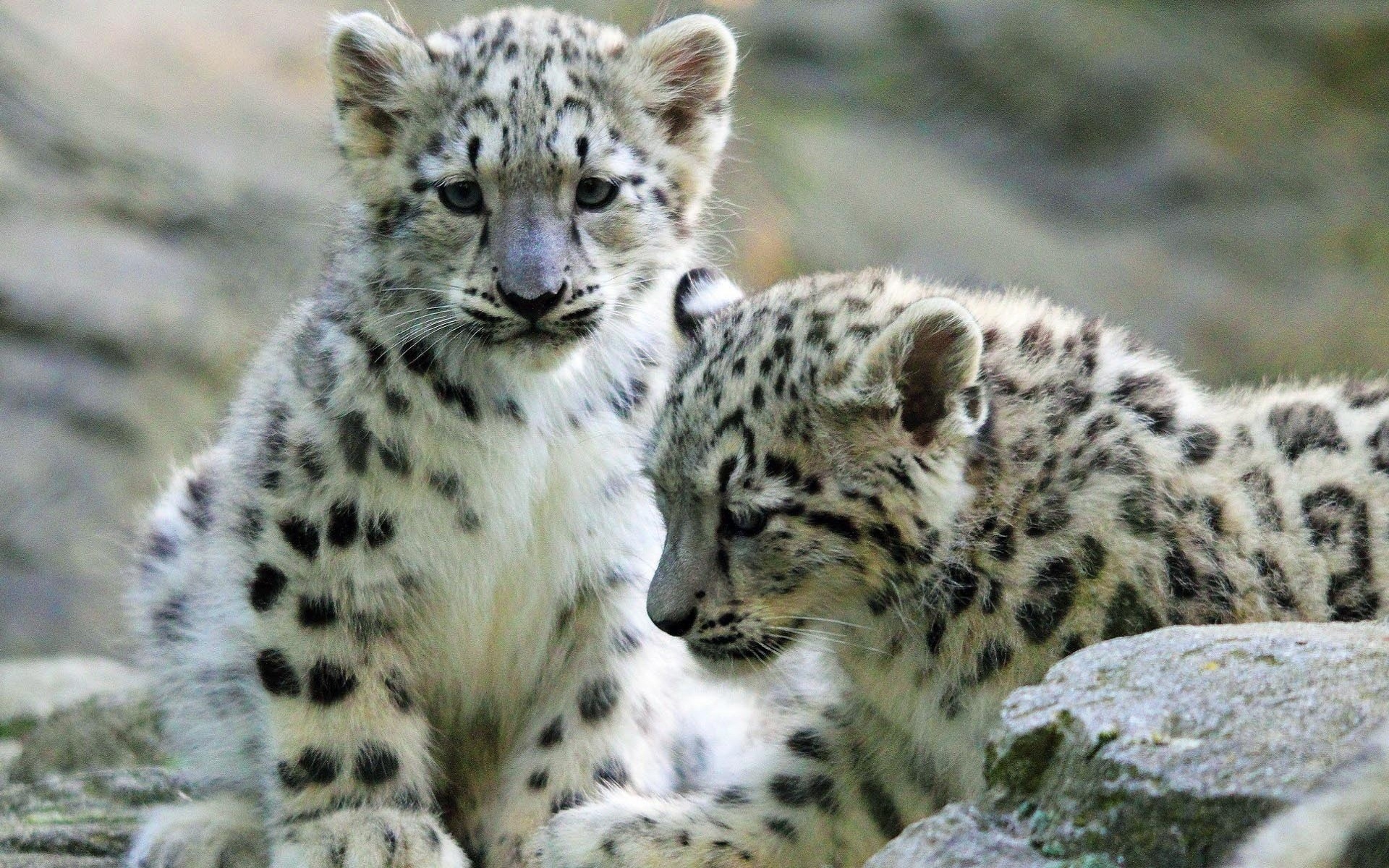Descarga gratuita de fondo de pantalla para móvil de Leopardo De Las Nieves, Gatos, Animales.