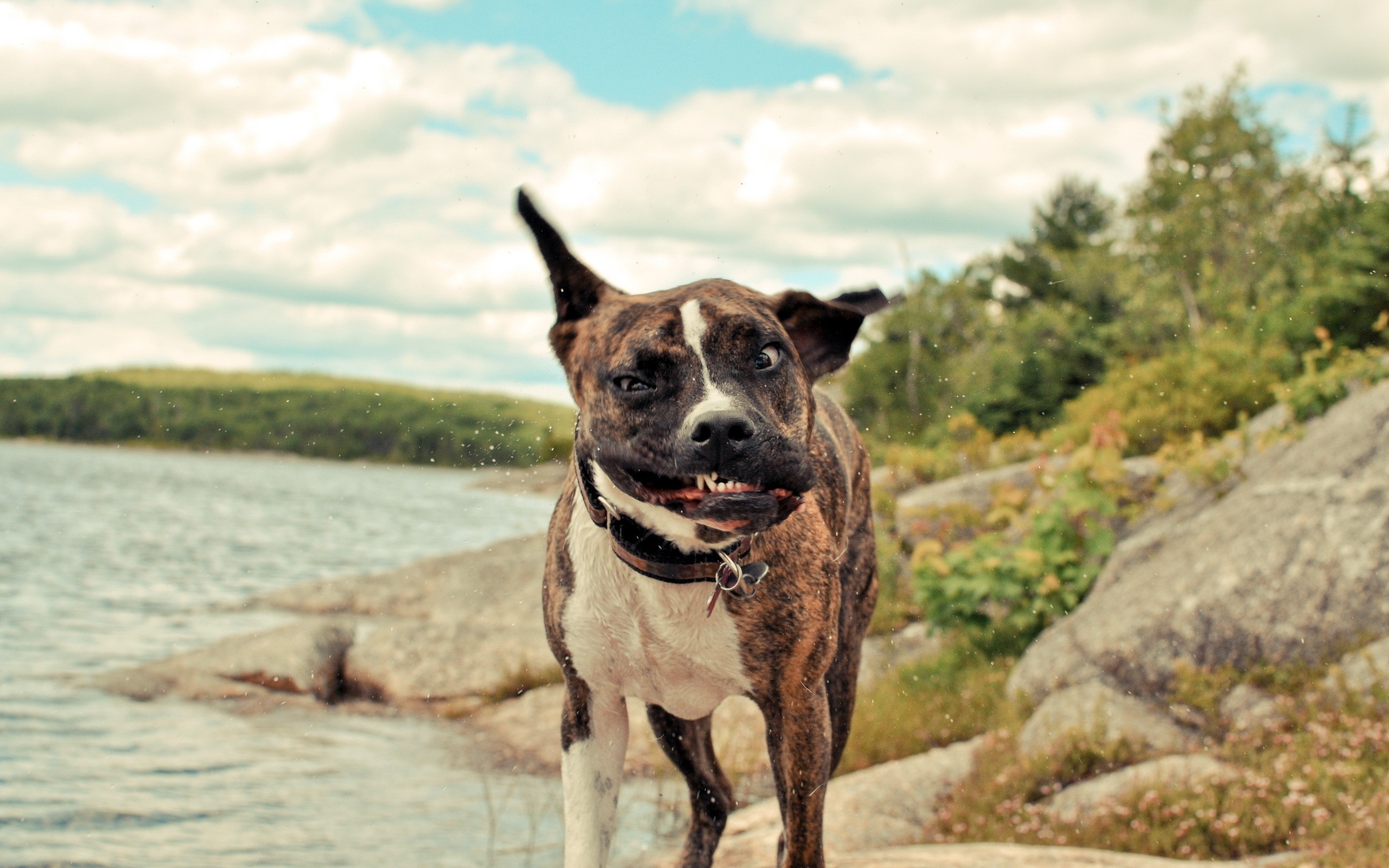 Baixar papel de parede para celular de Animais, Cão gratuito.