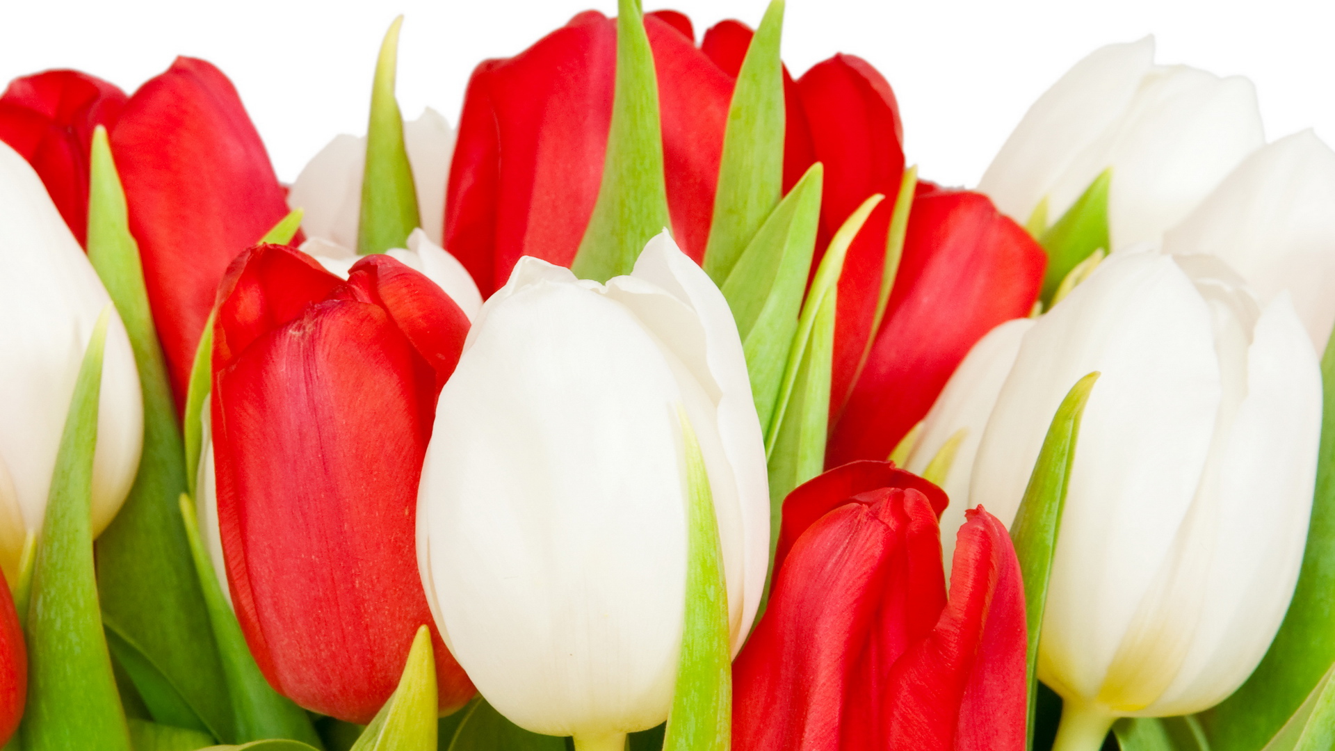 tulips, plants, flowers Desktop home screen Wallpaper