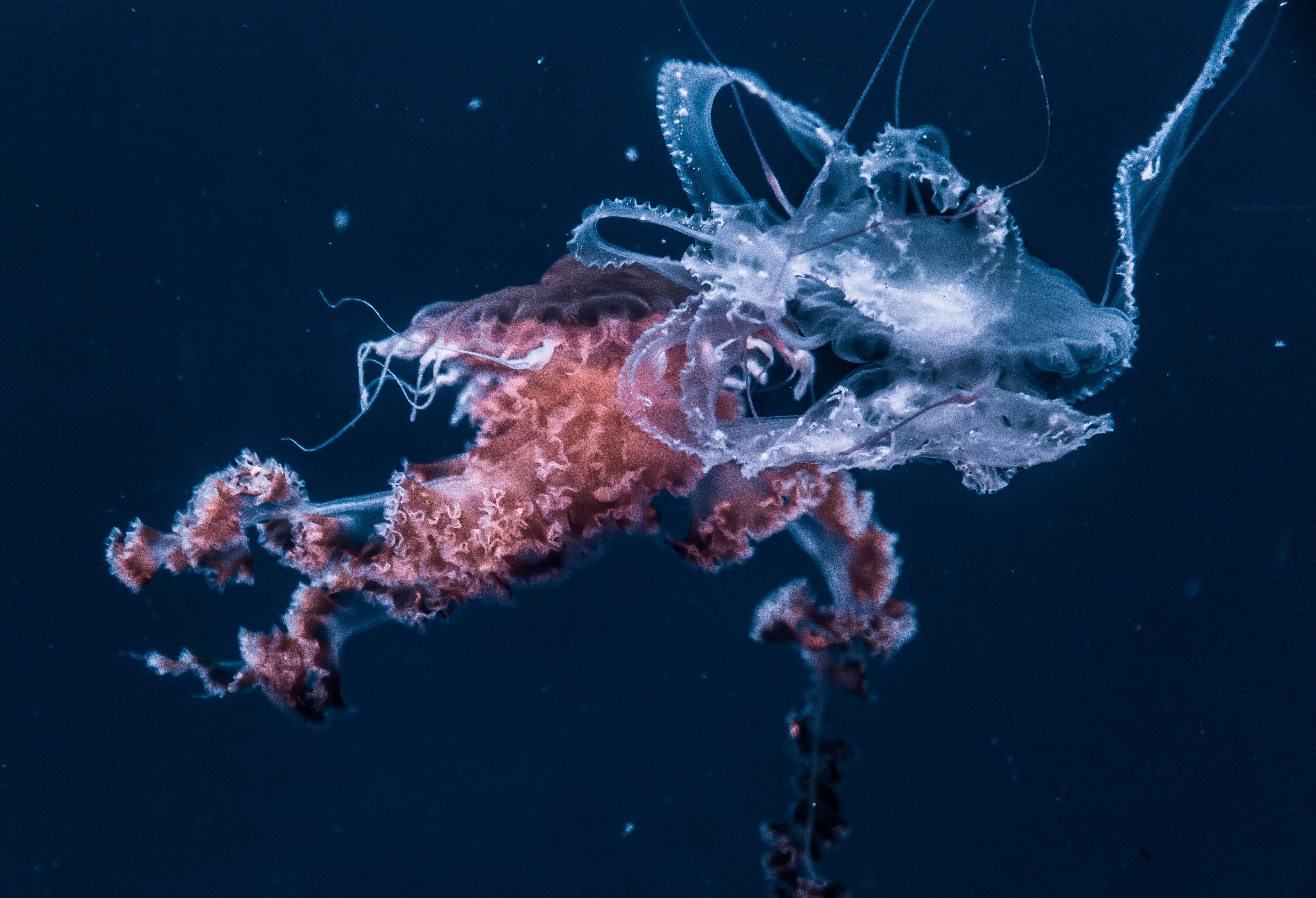 animals, jellyfish, ocean, underwater world, tentacles