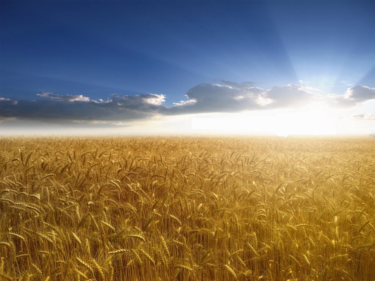wheat, fields, landscape, sky, sun