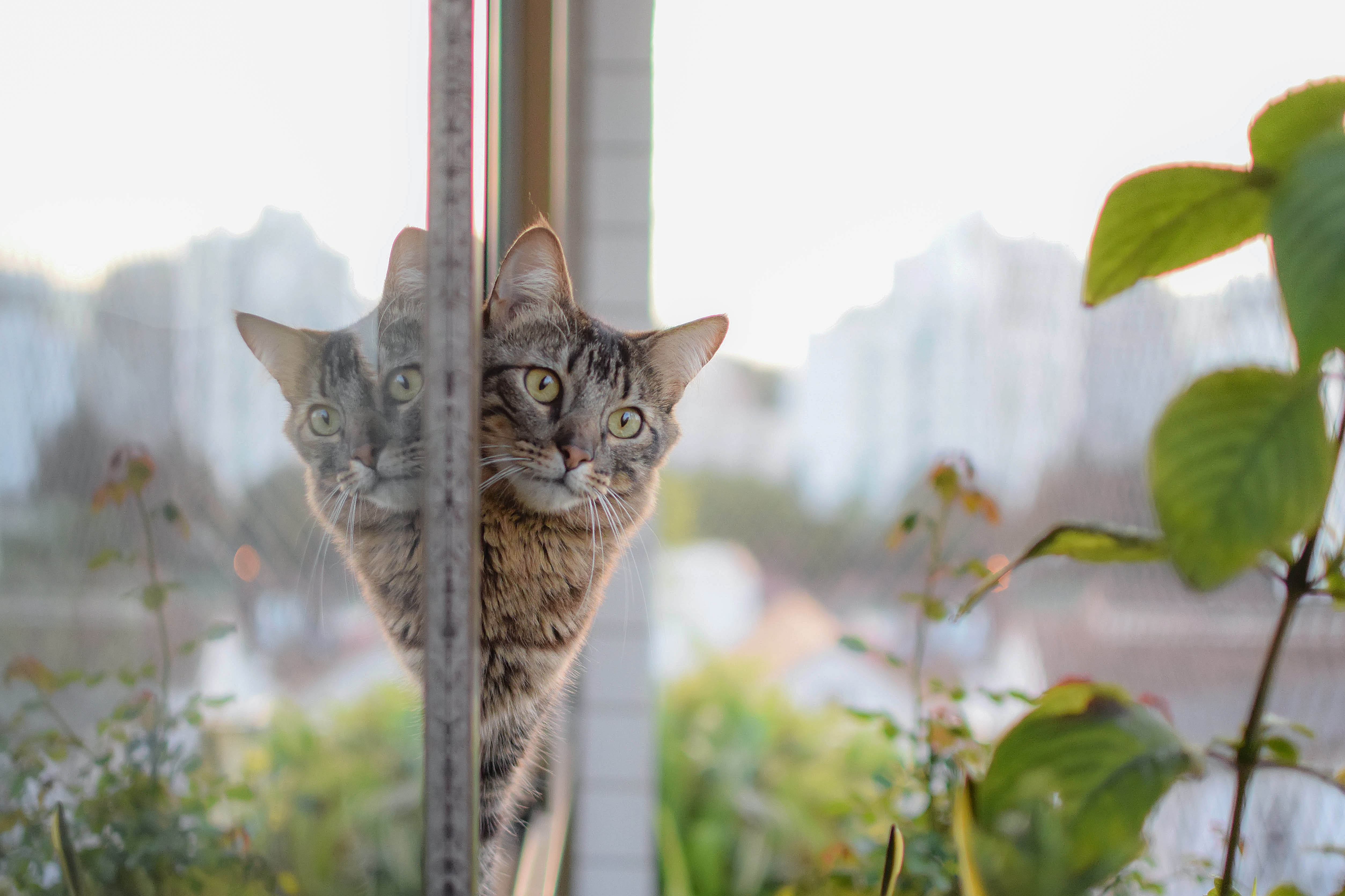 Baixar papel de parede para celular de Animais, Gatos, Gato, Borrão, Reflecção gratuito.