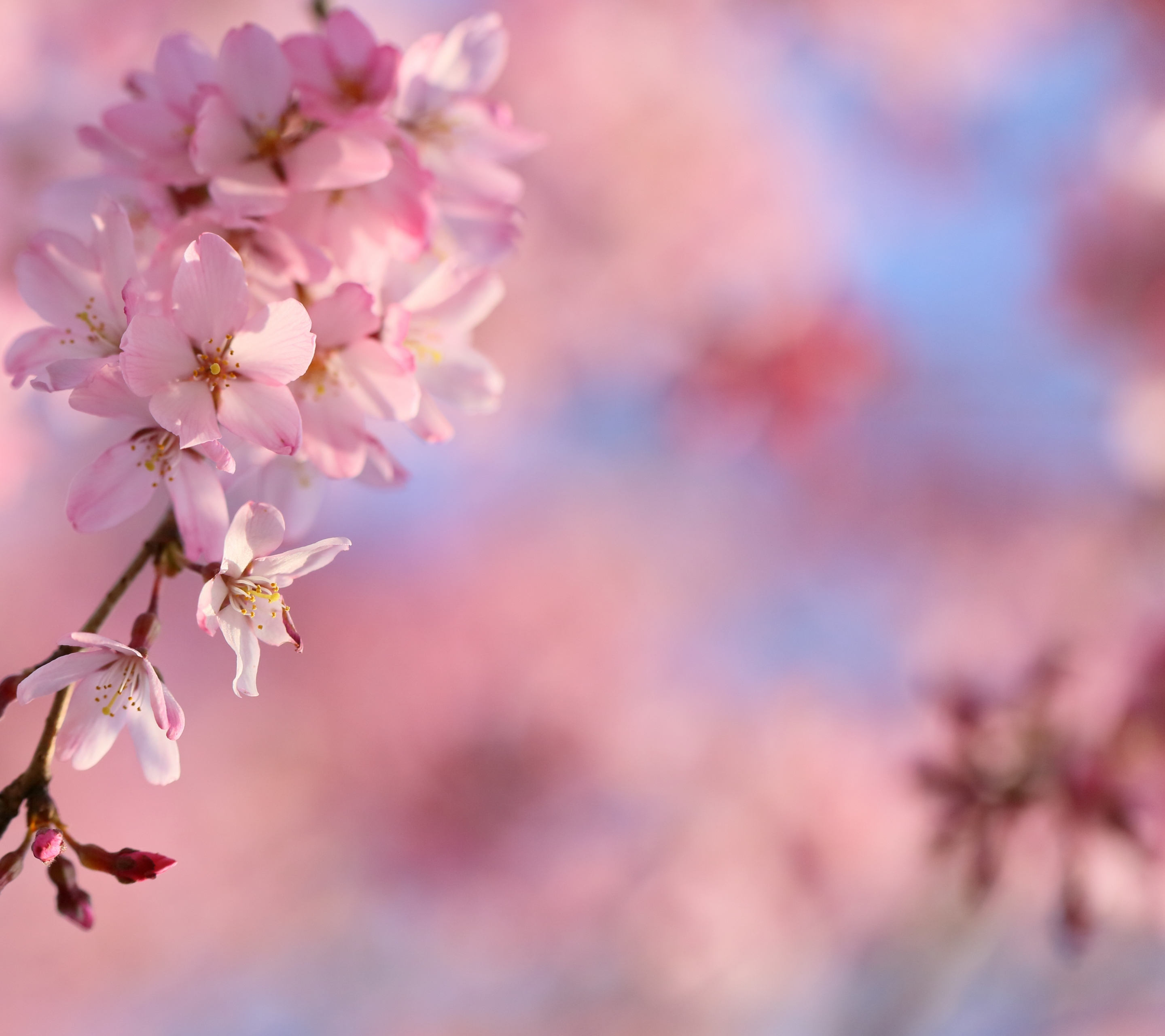 Скачать обои бесплатно Сакура, Весна, Земля/природа, Вишня В Цвету, Цветение Сакуры картинка на рабочий стол ПК