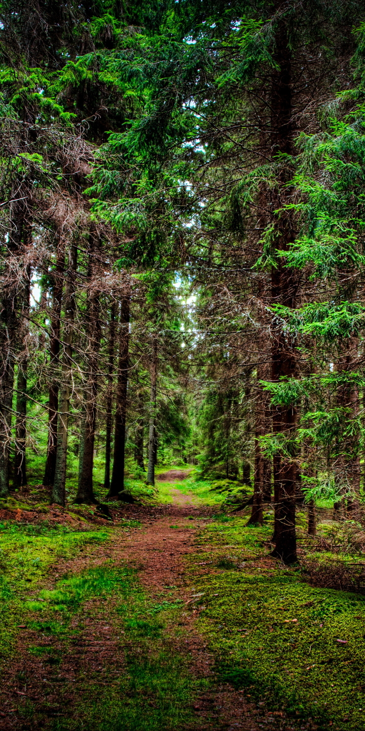 Download mobile wallpaper Forest, Tree, Earth, Path for free.