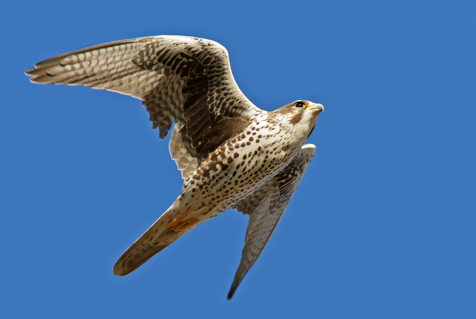 Free download wallpaper Birds, Falcon, Animal on your PC desktop