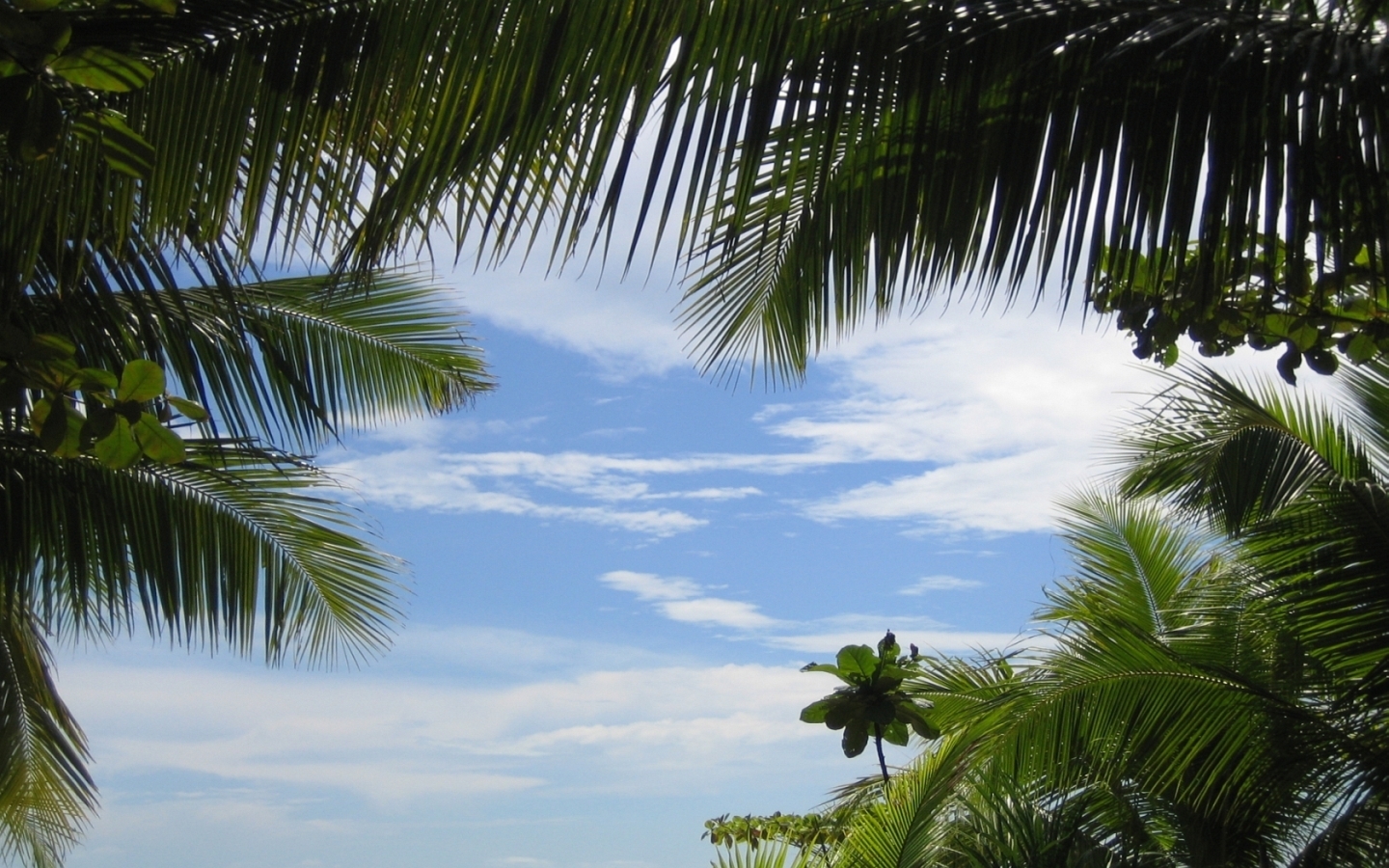 Download mobile wallpaper Clouds, Landscape, Sky, Palms for free.