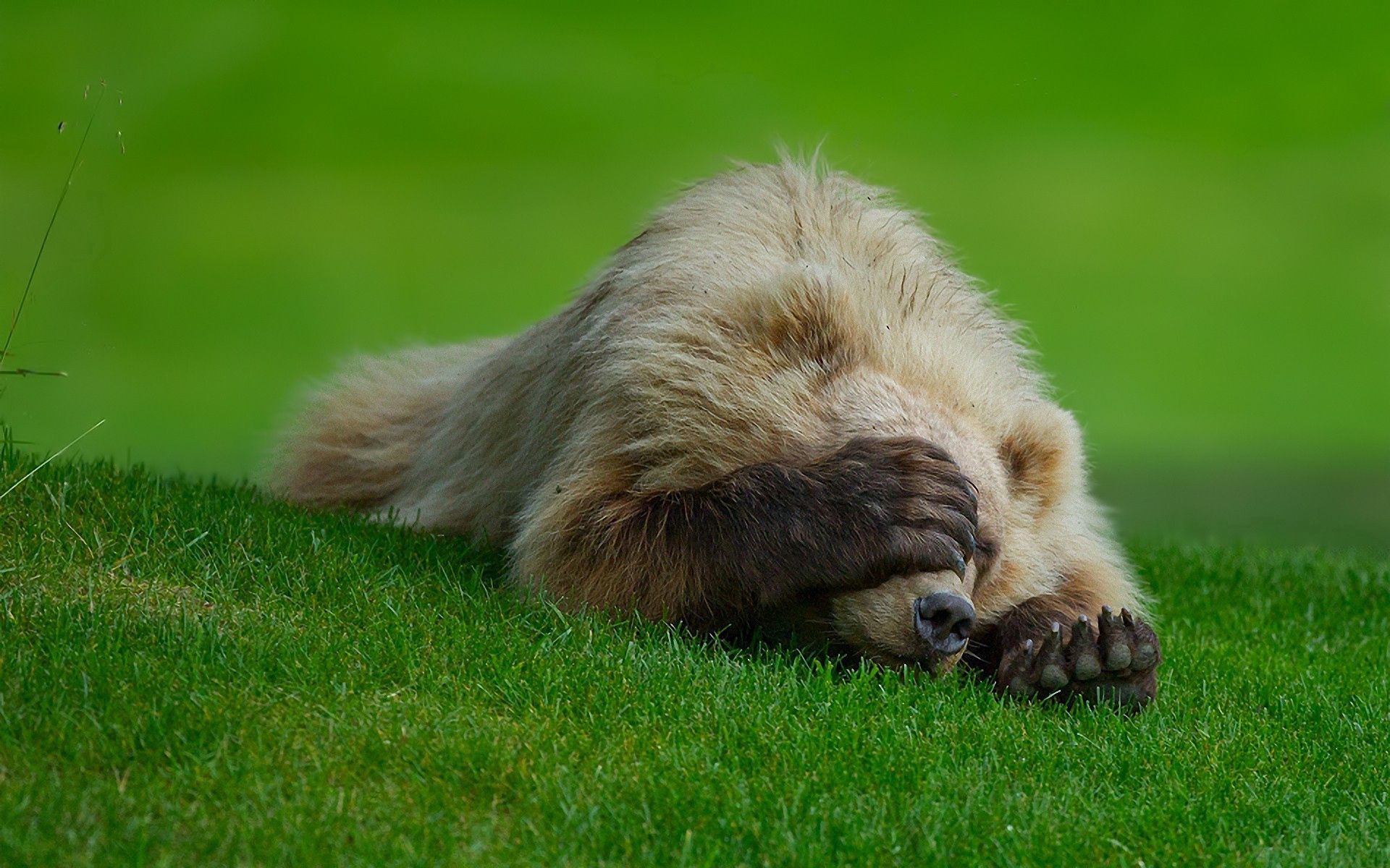 animals, grass, to lie down, lie, bear, hide, paw