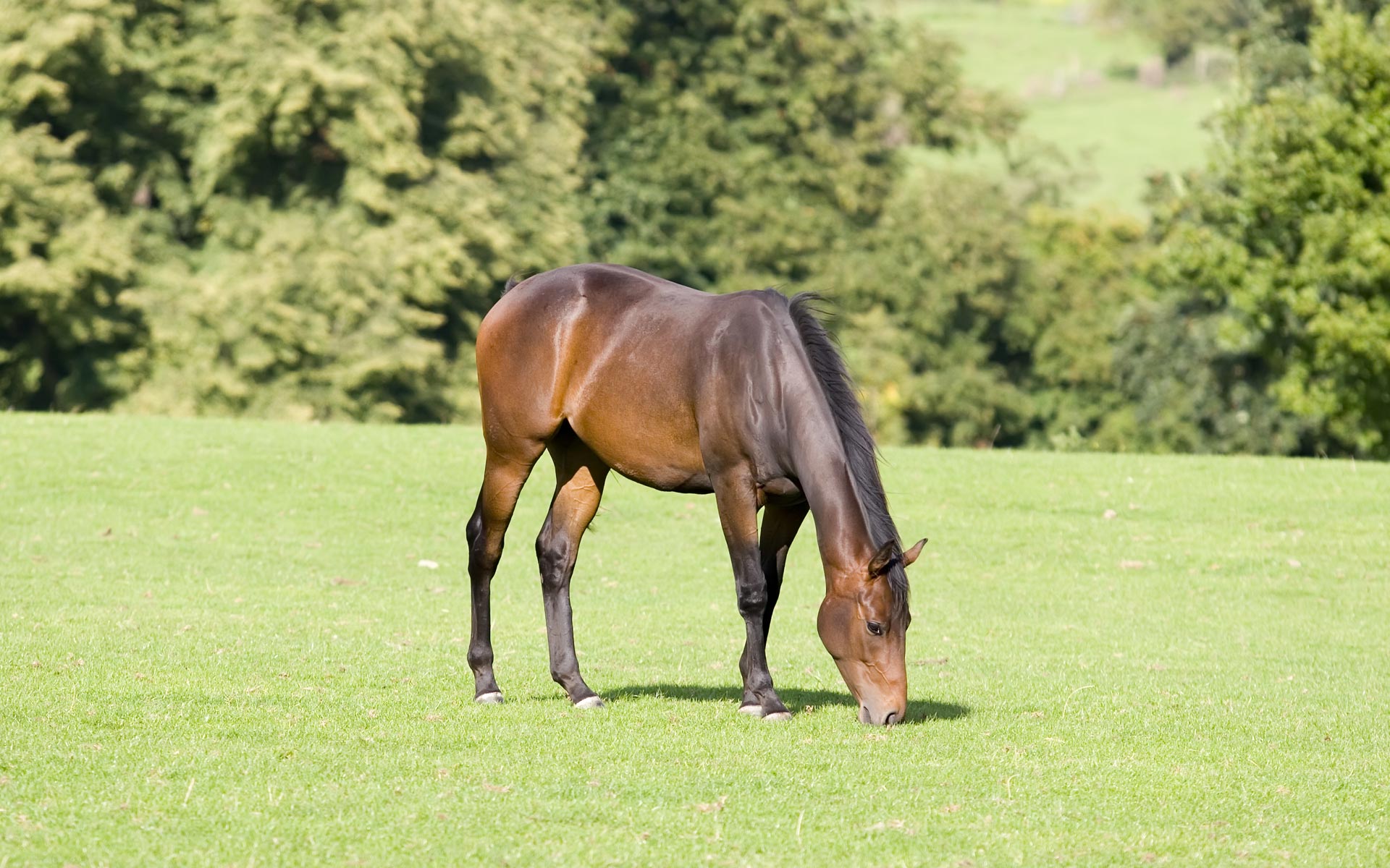 PCデスクトップに動物, 馬画像を無料でダウンロード