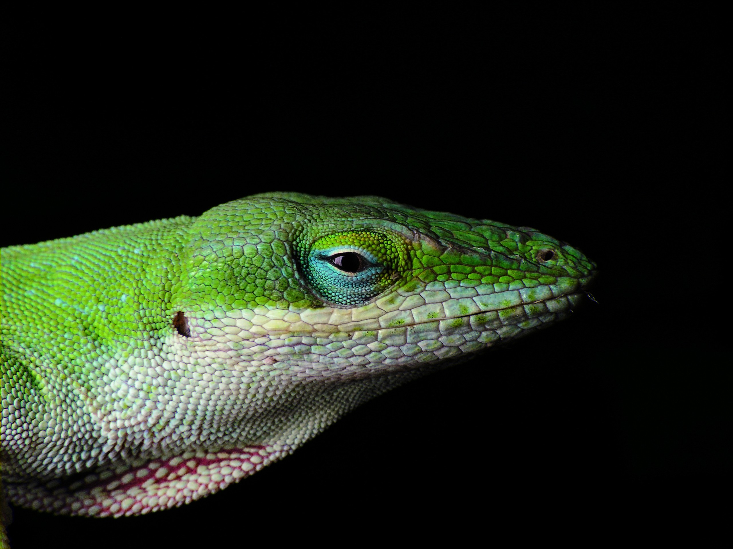 272260 descargar fondo de pantalla animales, anolis verde, reptiles: protectores de pantalla e imágenes gratis